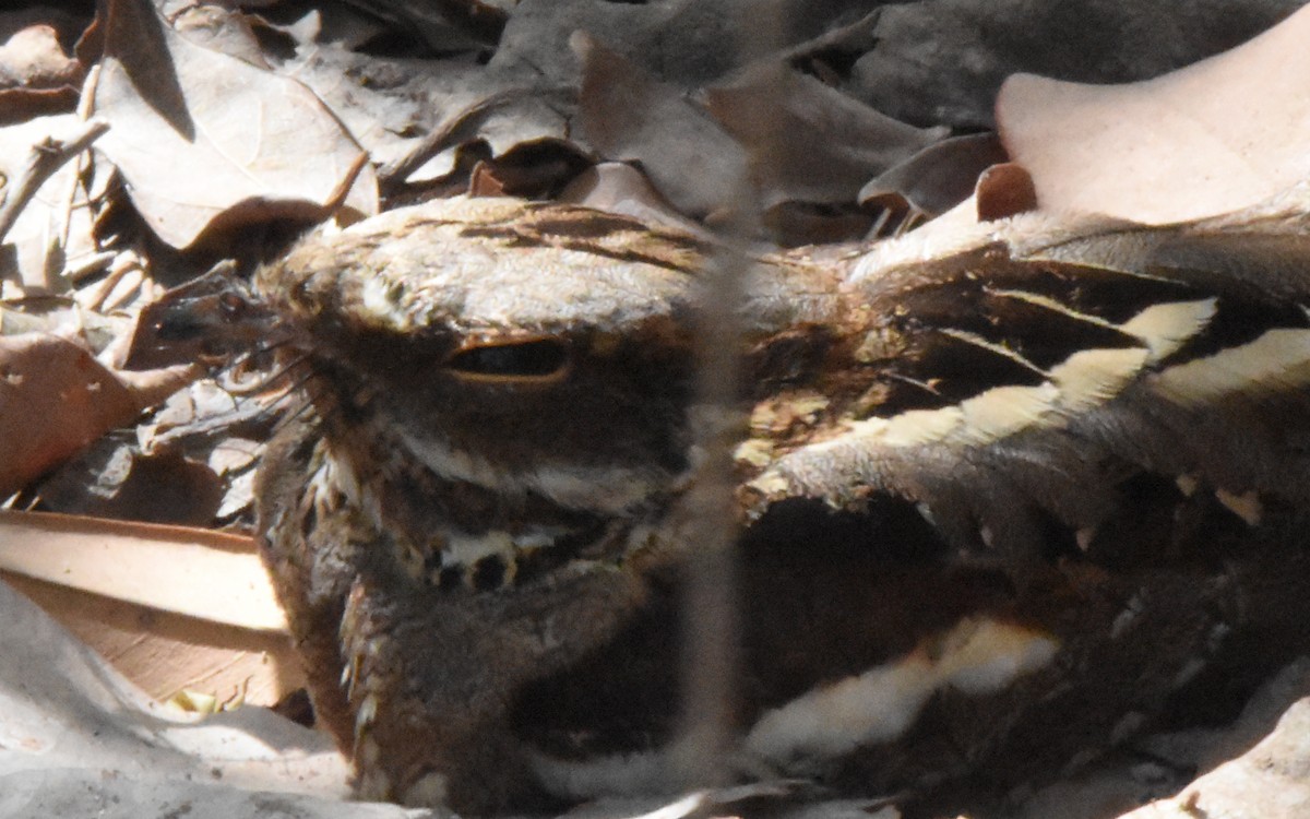 Long-tailed Nightjar - ML638584866