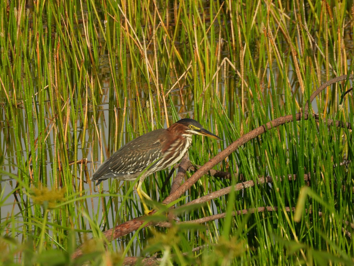 Green Heron - ML638584873