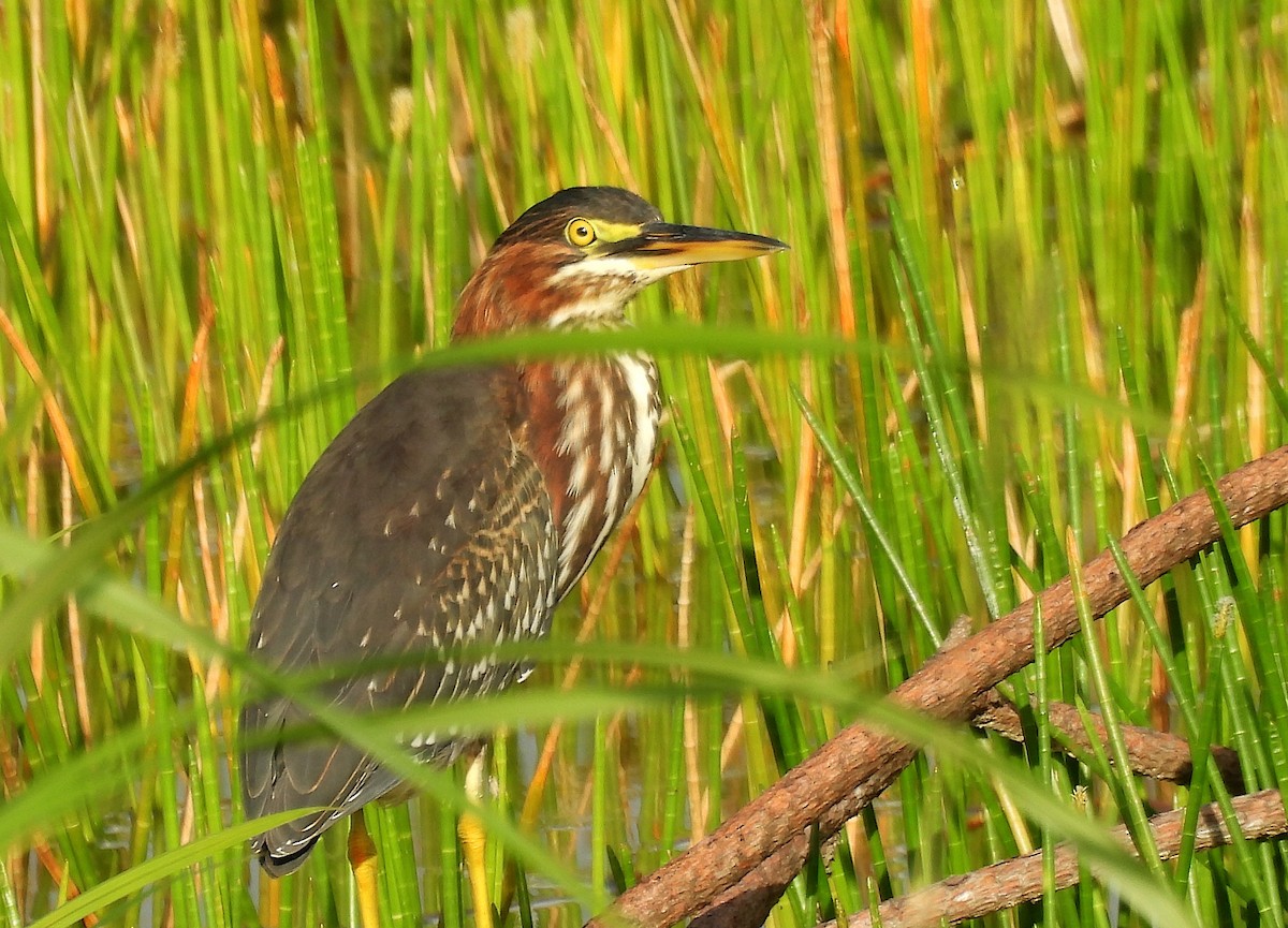 Green Heron - ML638584877