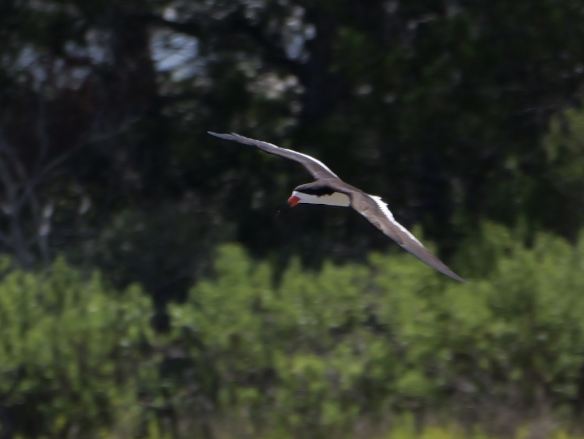 Black Skimmer - ML638584878