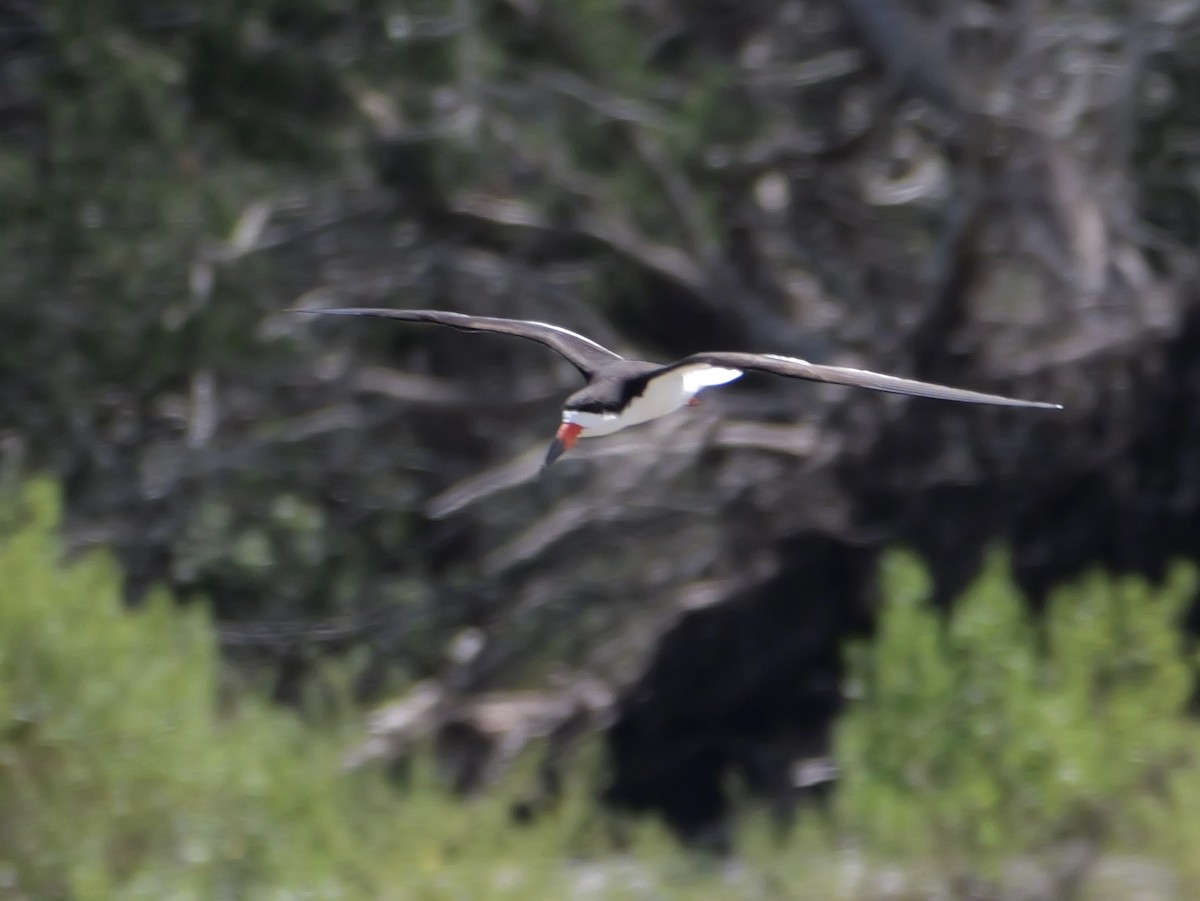 Black Skimmer - ML638584880