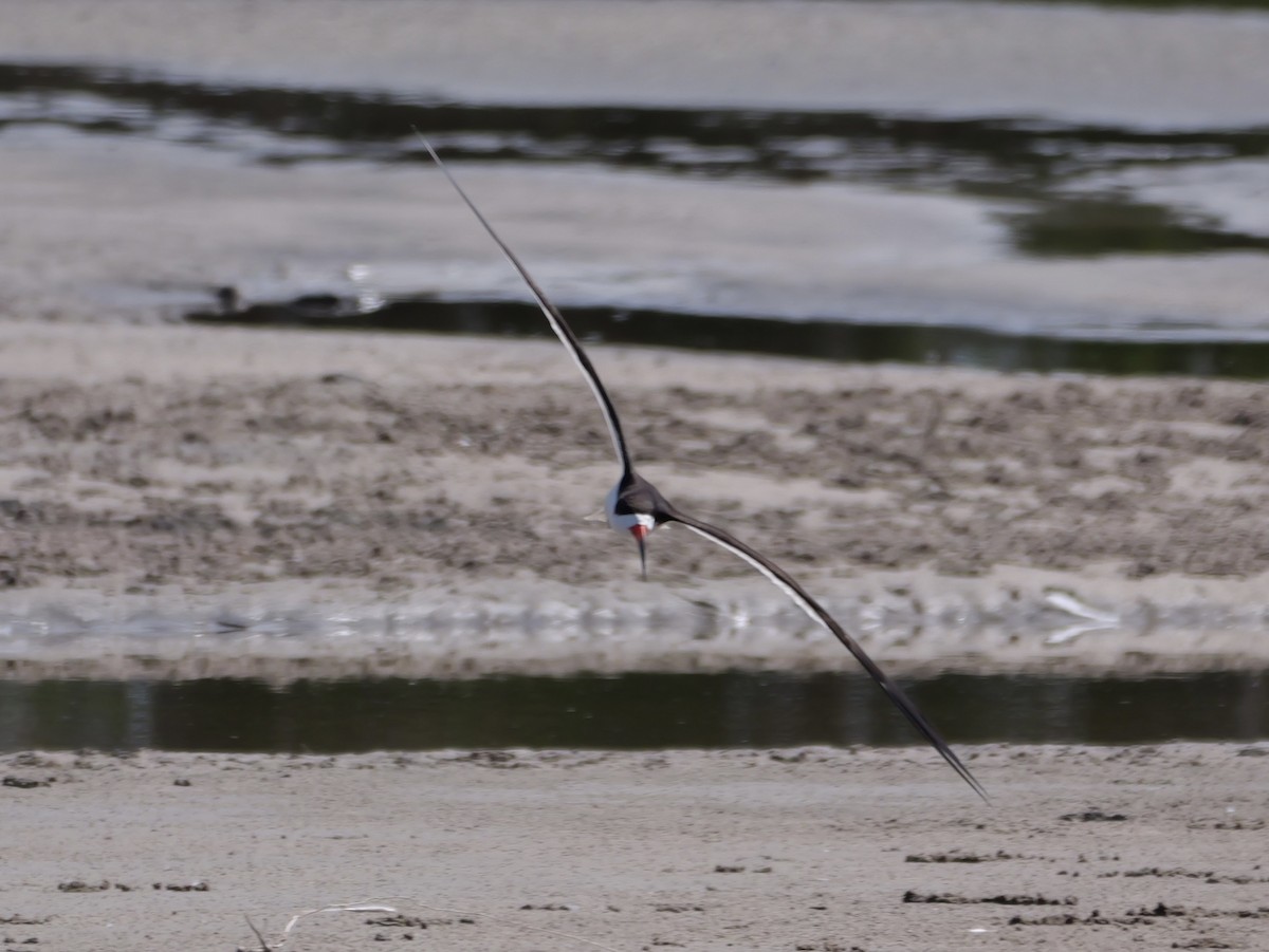 Black Skimmer - ML638584881