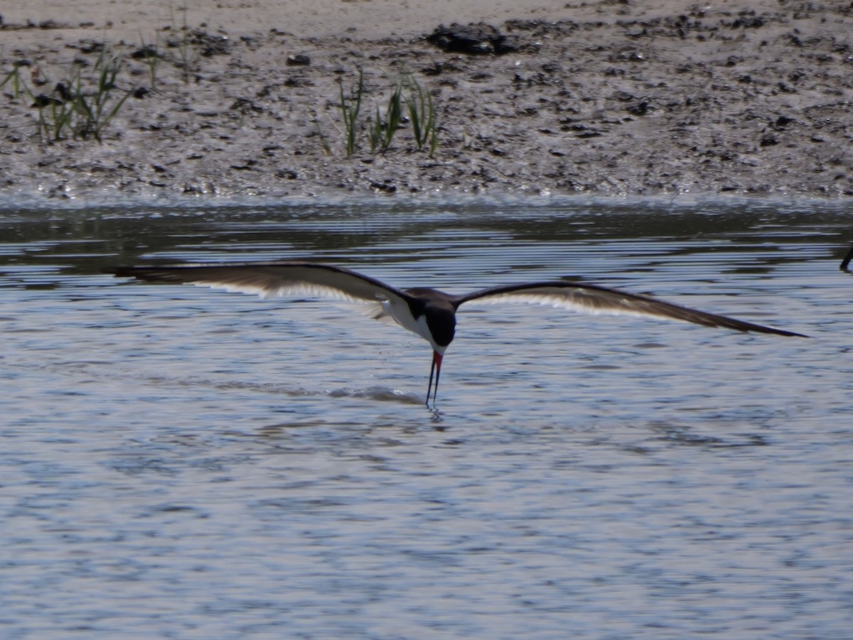 Black Skimmer - ML638584882