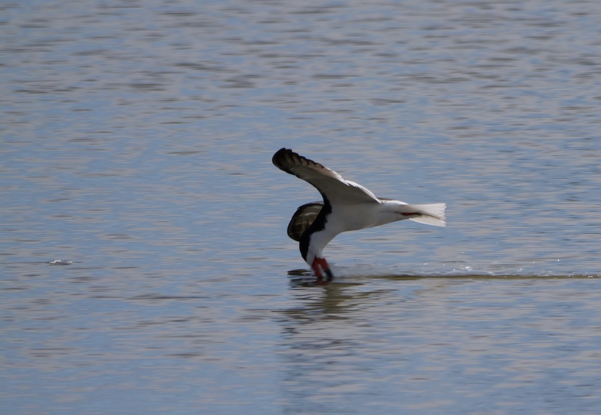 Black Skimmer - ML638584883