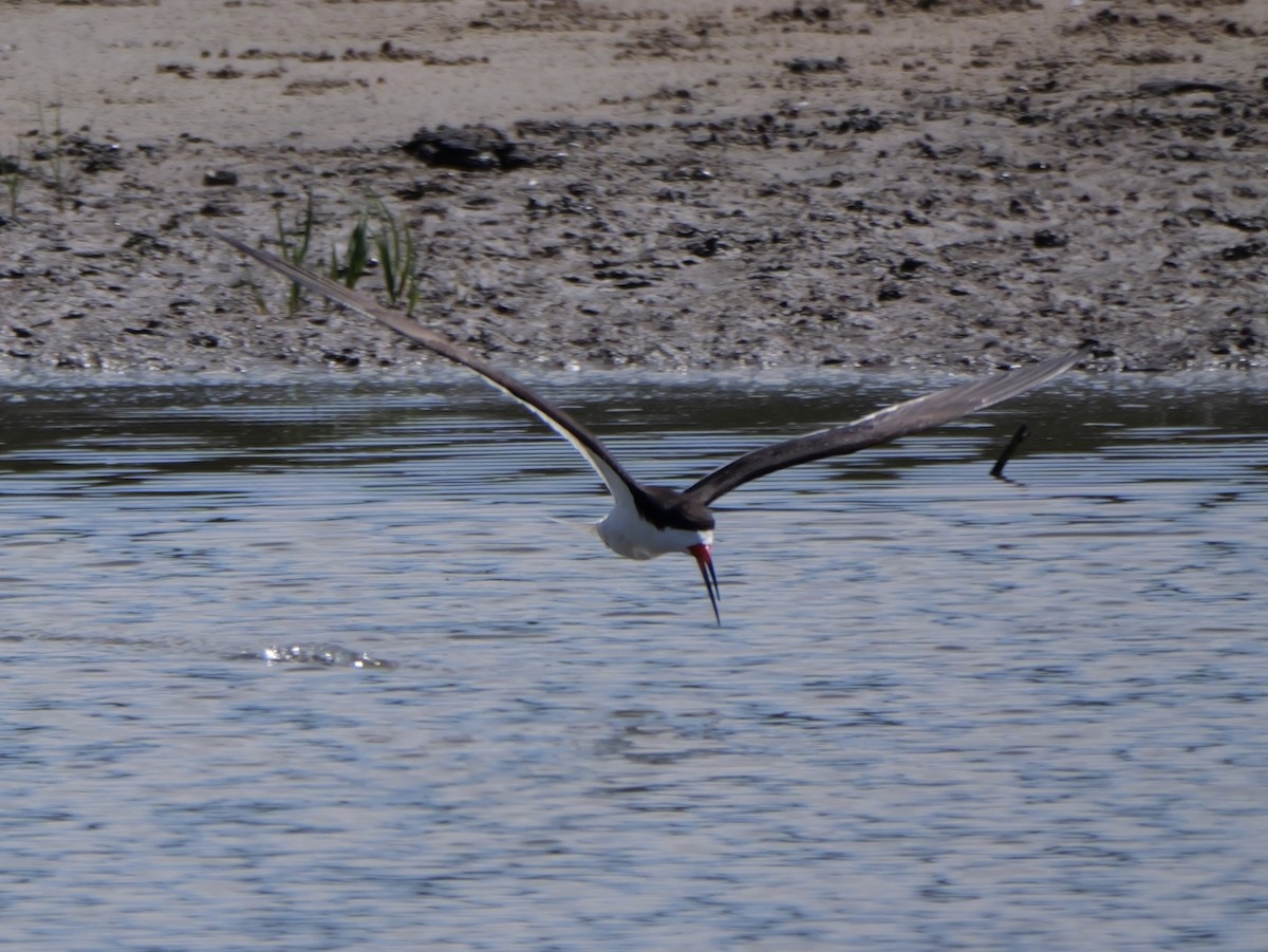 Black Skimmer - ML638584884