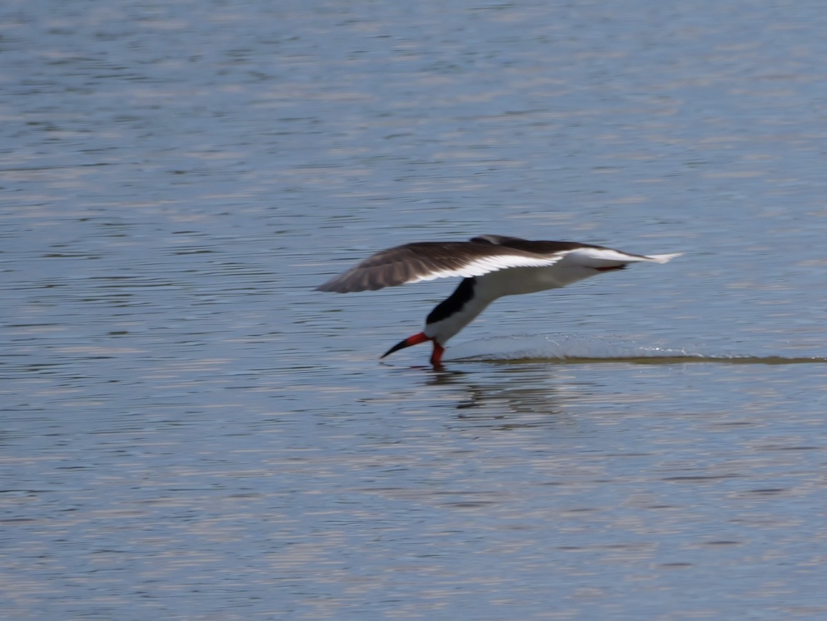 Black Skimmer - ML638584886