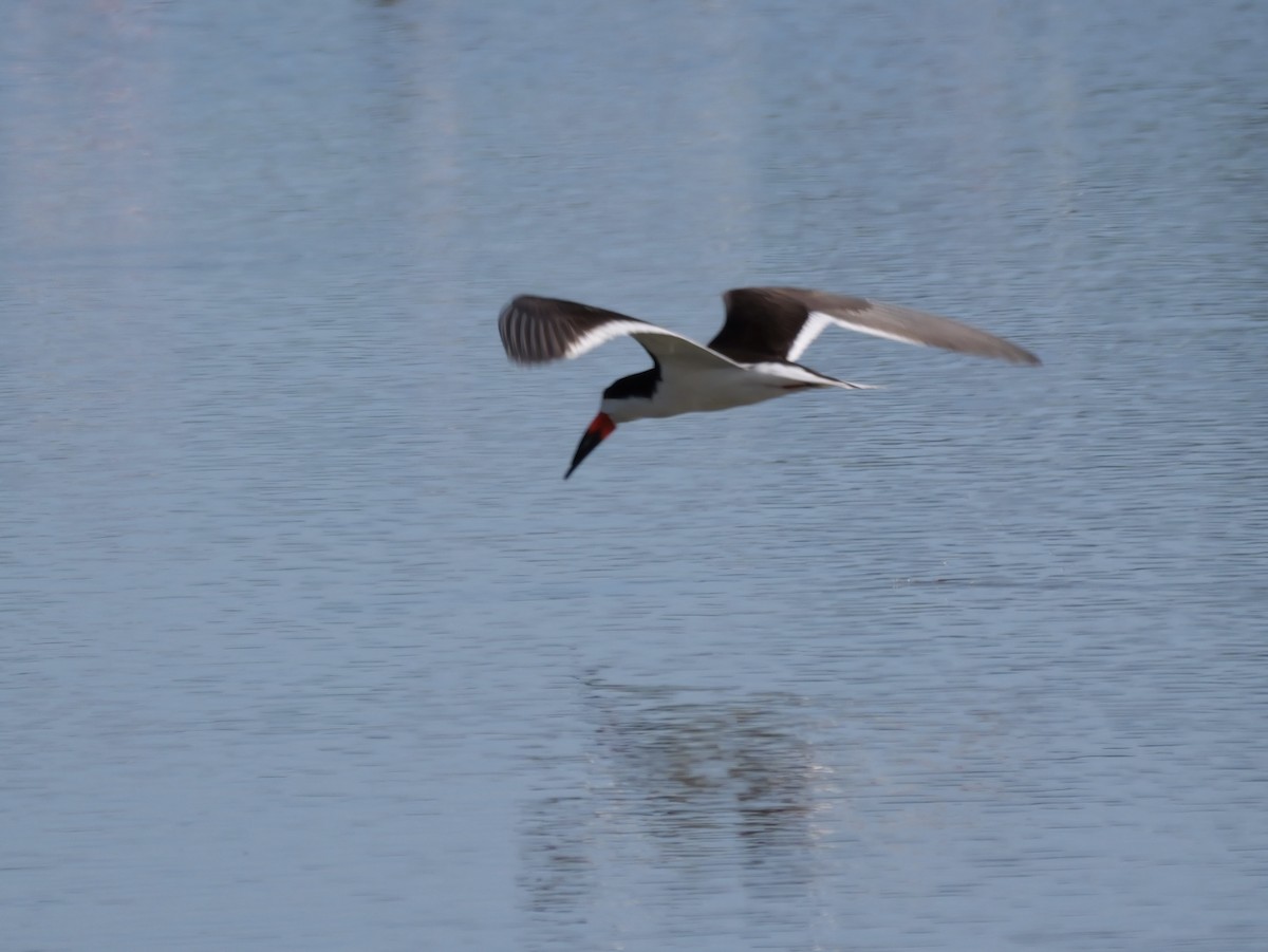 Black Skimmer - ML638584888
