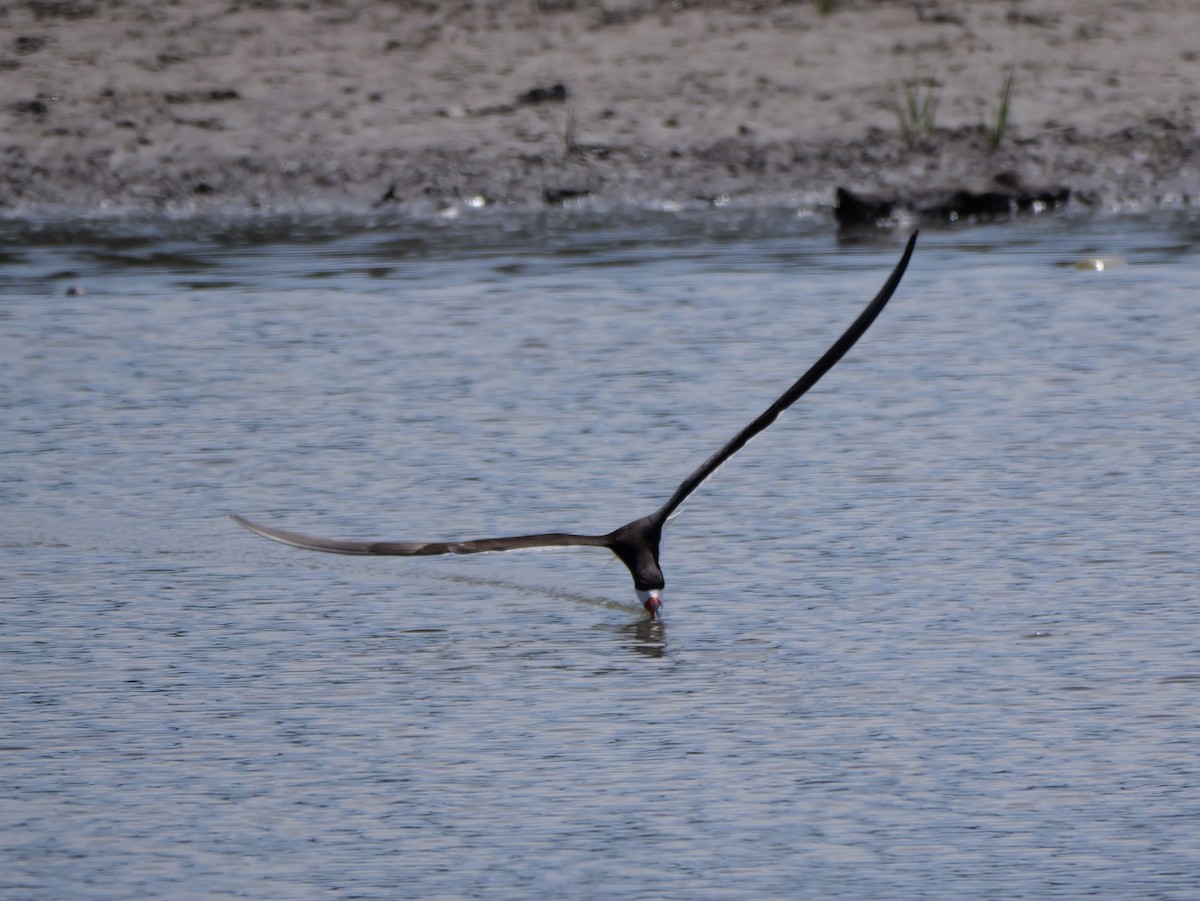 Black Skimmer - ML638584889