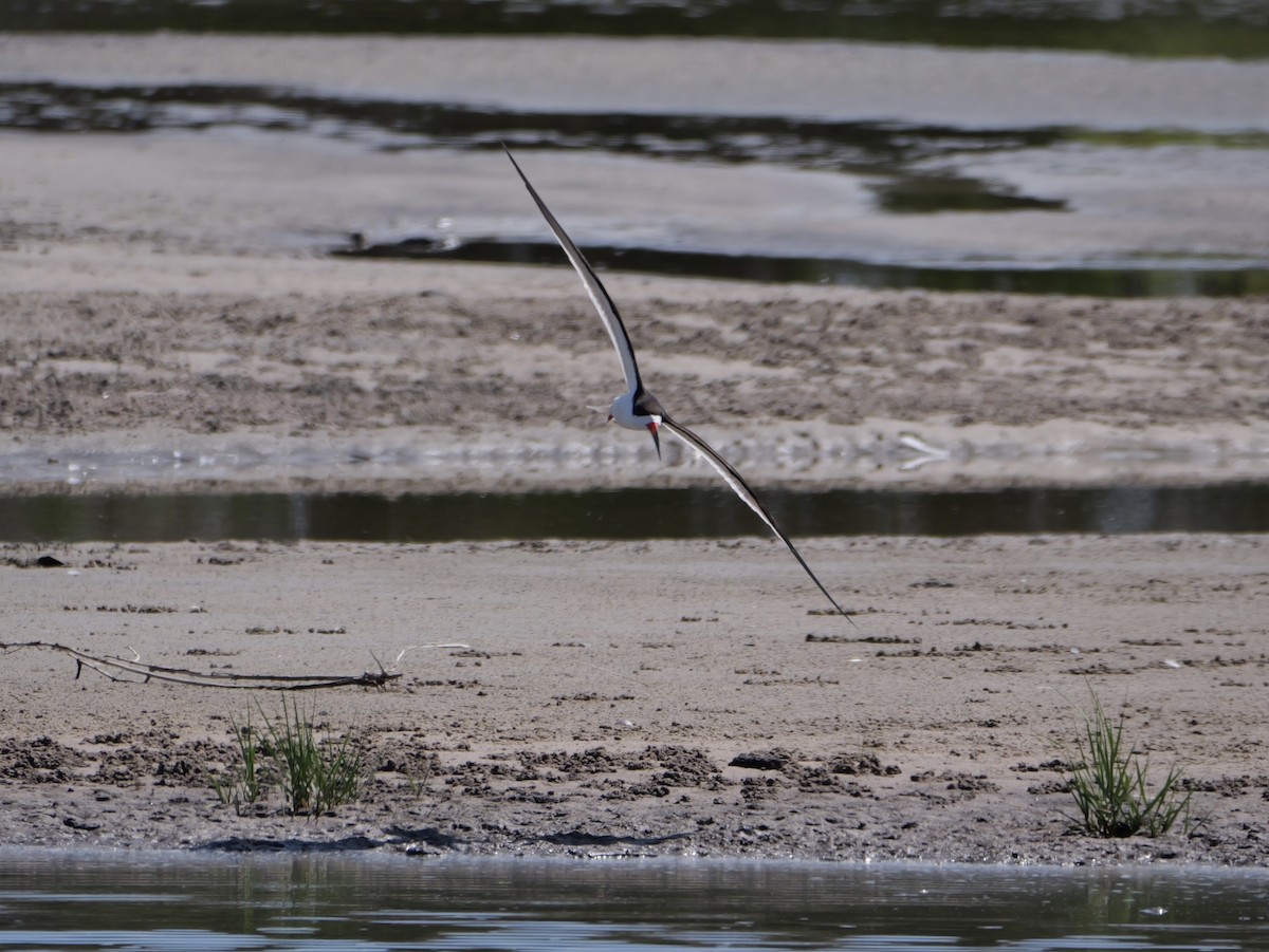 Black Skimmer - ML638584890