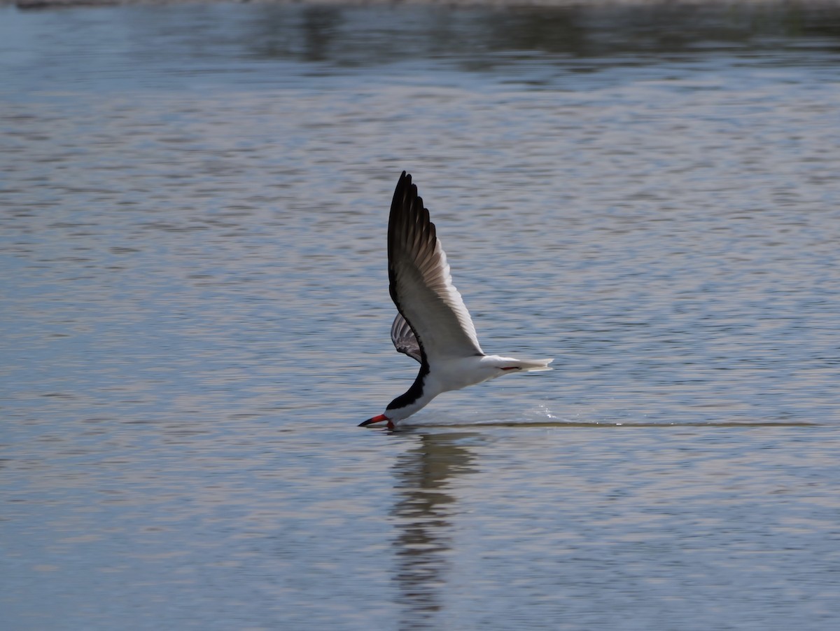 Black Skimmer - ML638584891