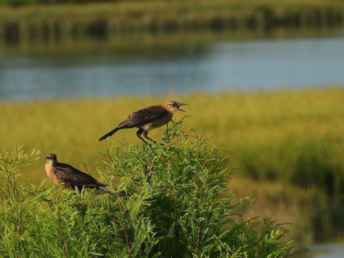 Boat-tailed Grackle (westoni) - ML638584893