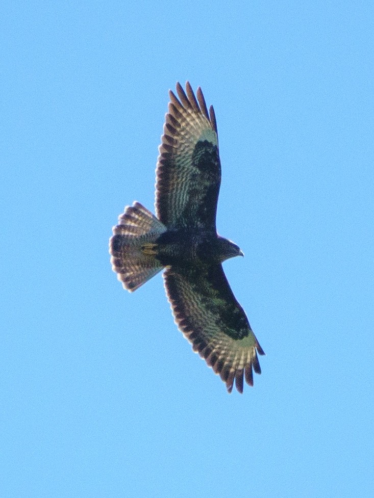 Common Buzzard - ML638584923