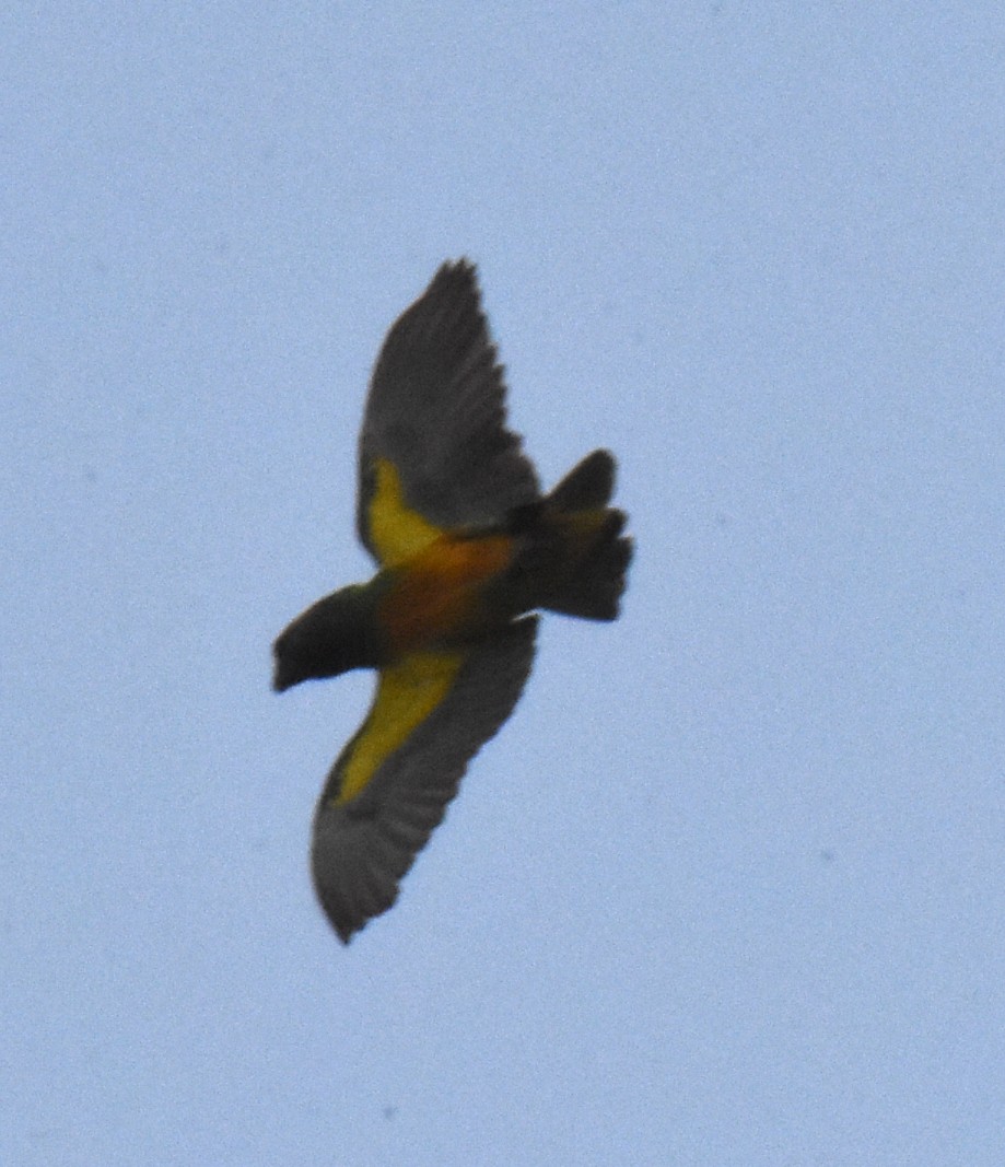 Senegal Parrot - ML638585006