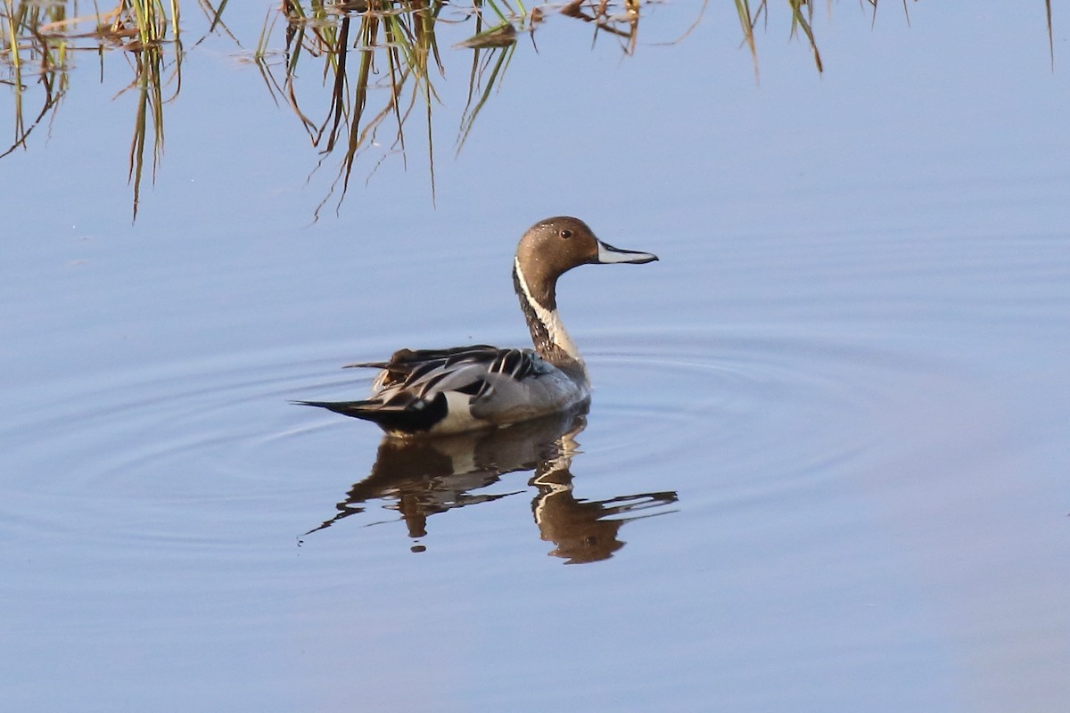 Northern Pintail - ML638585015