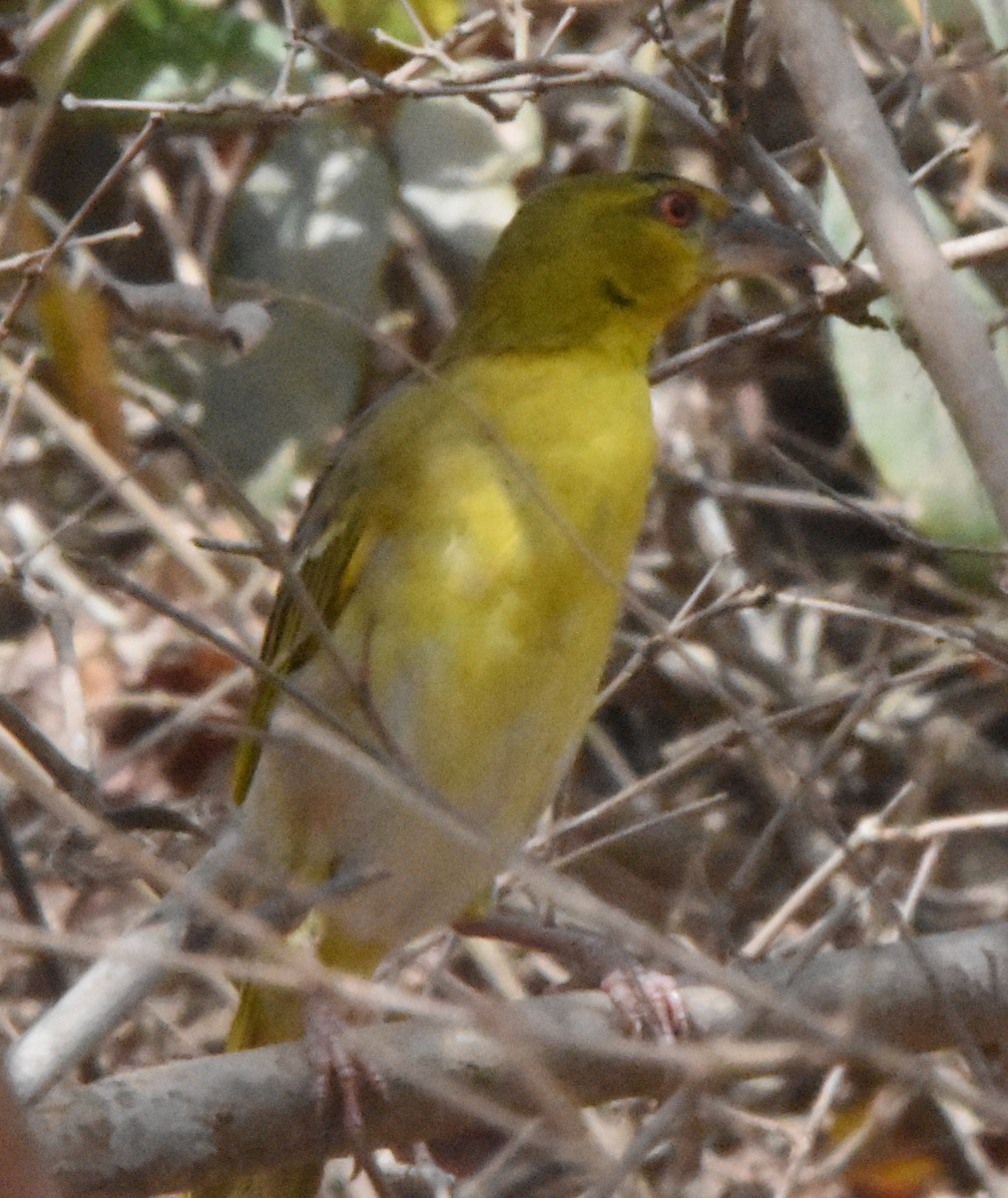Obispo Coronigualdo - ML638585041