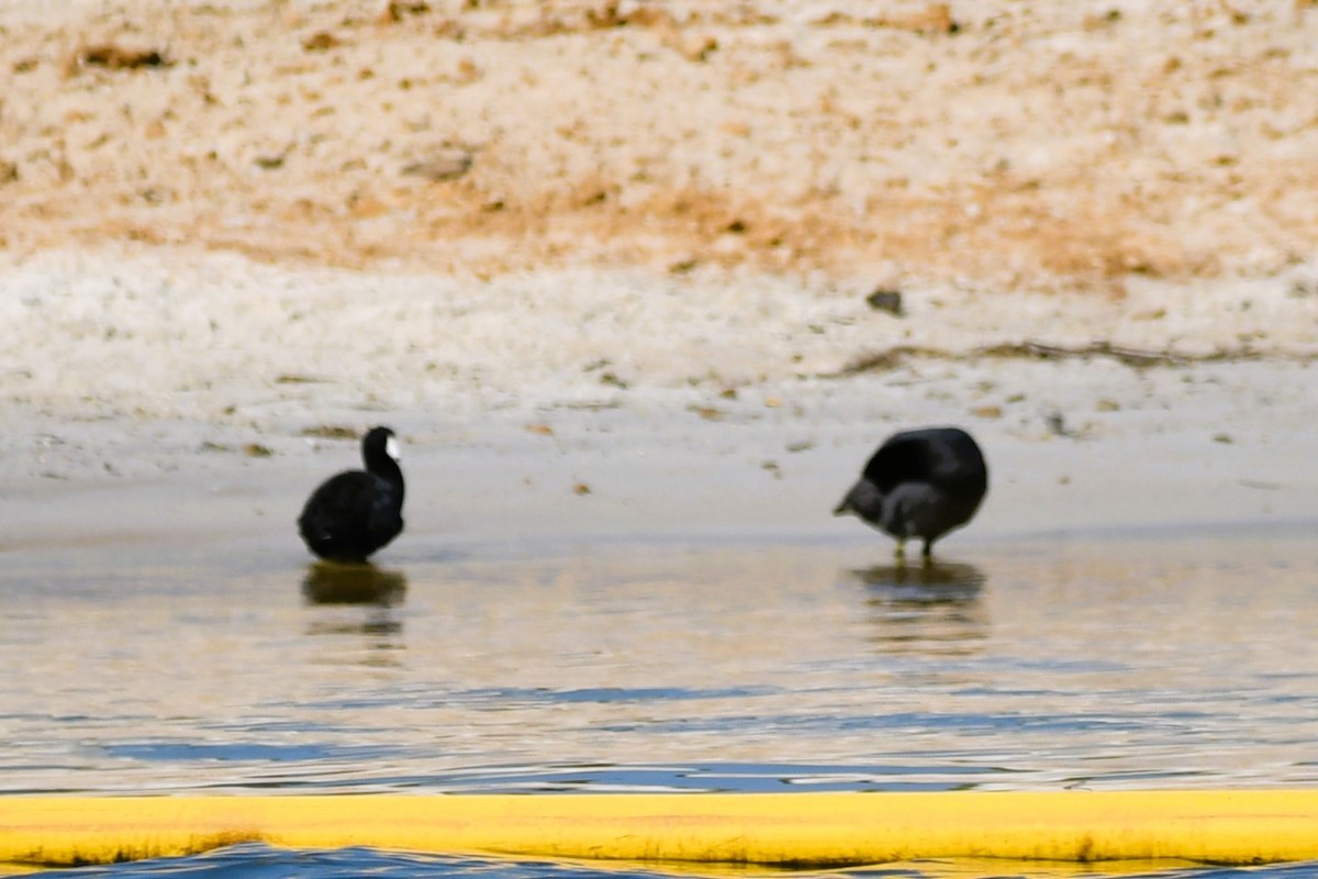 American Coot - ML638585084