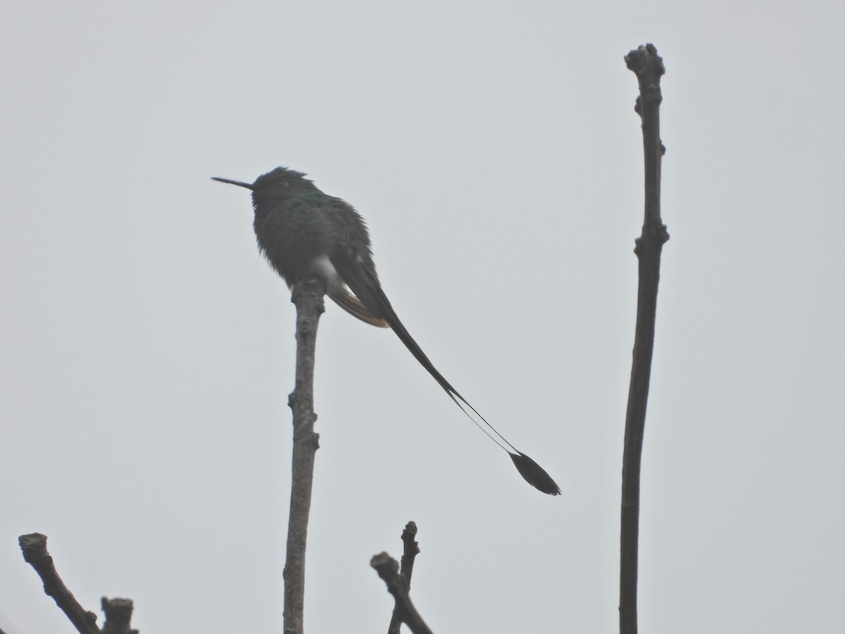 White-booted Racket-tail - ML638585091