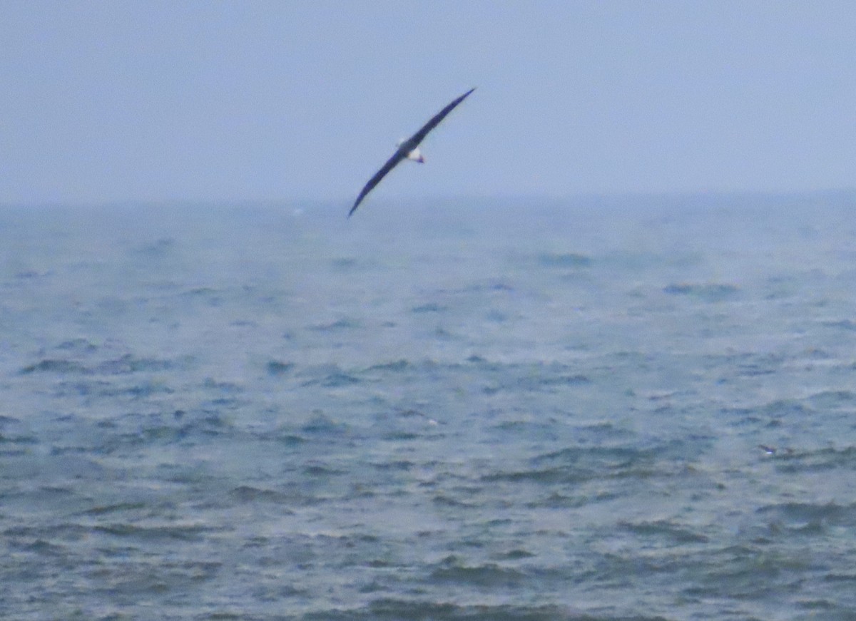 Albatros bekainduna - ML638585149