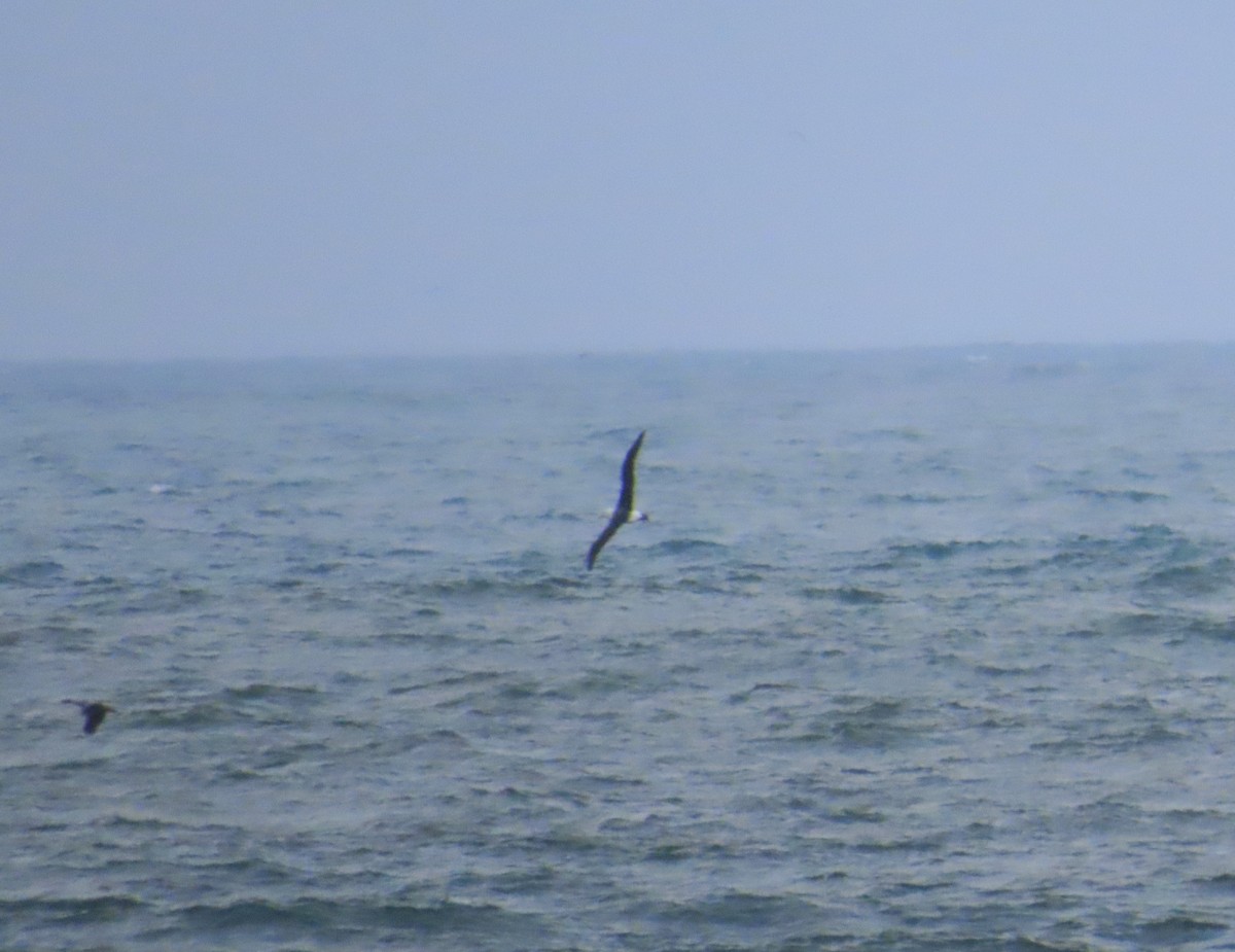 Albatros bekainduna - ML638585150