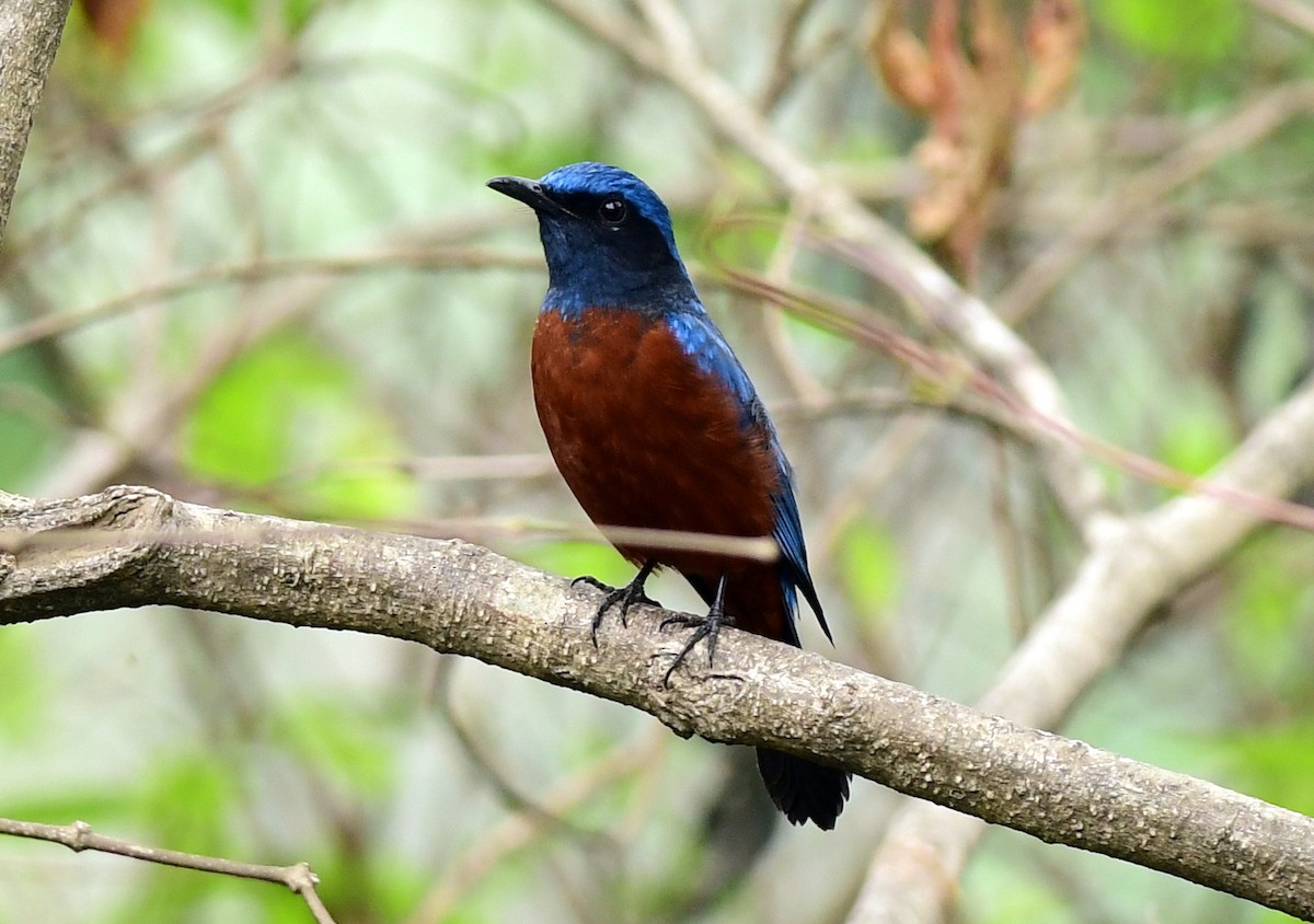 Chestnut-bellied Rock-Thrush - ML638585154