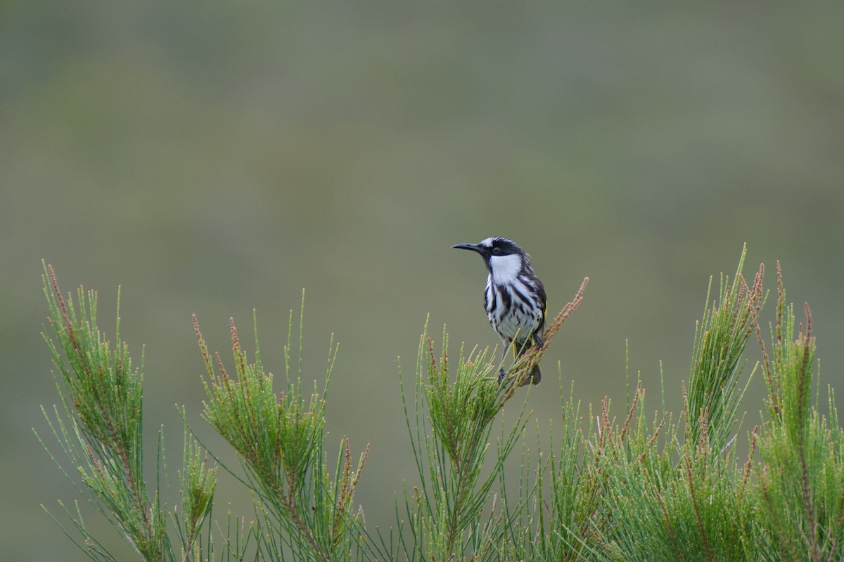 White-cheeked Honeyeater - ML638585163