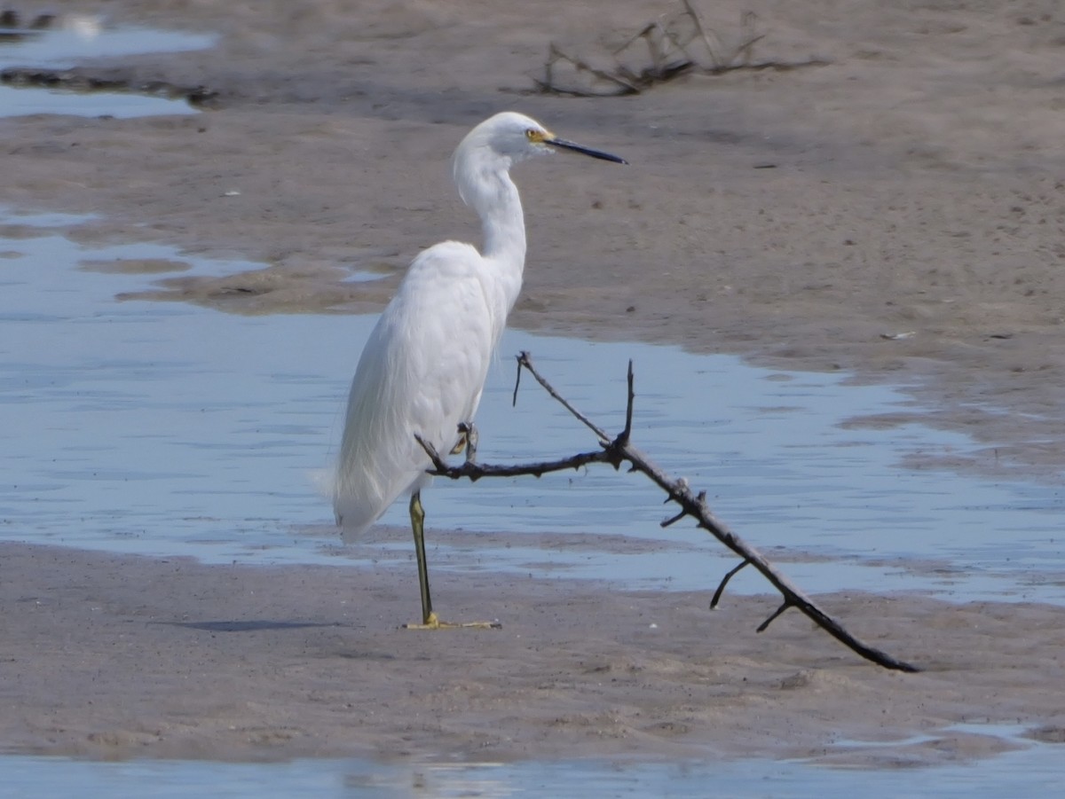 Snowy Egret - ML638585173