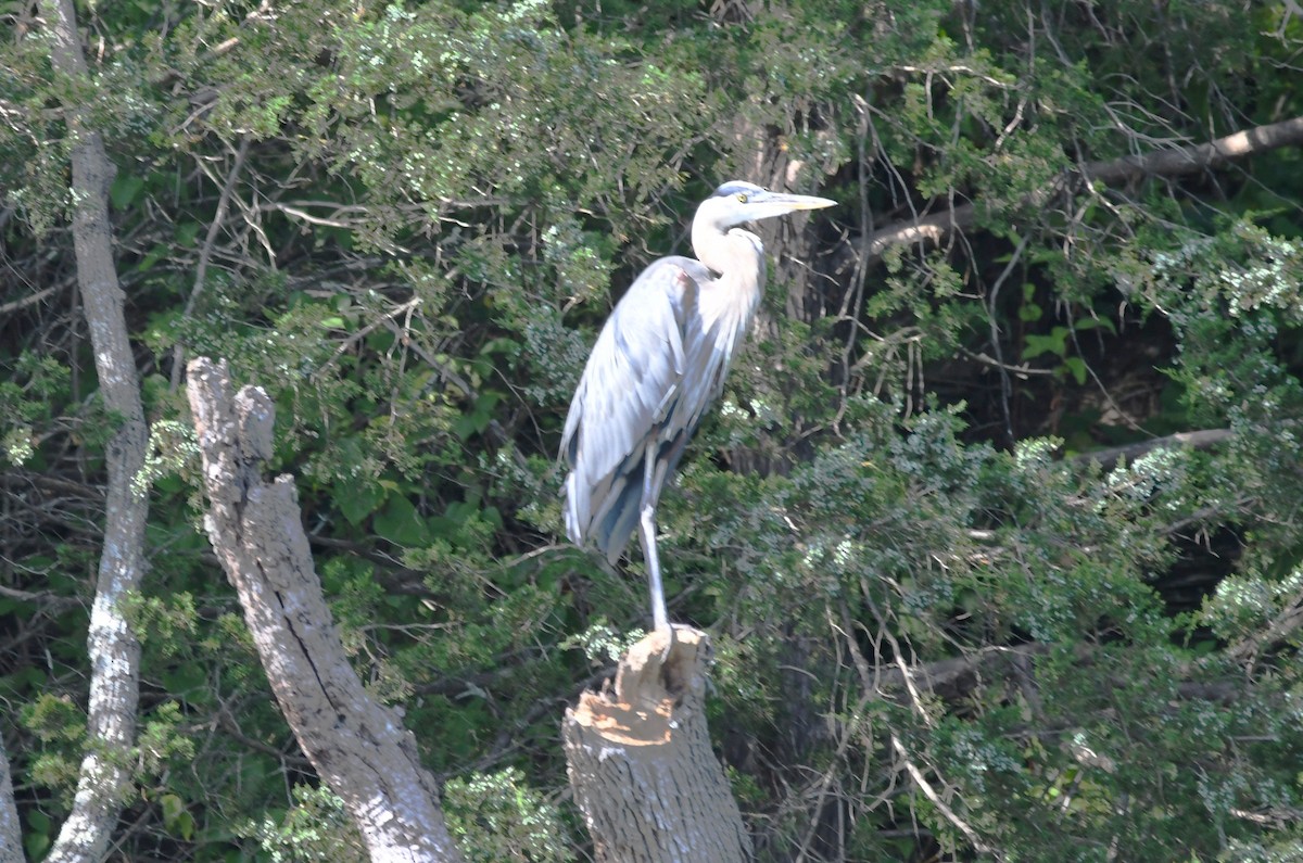 Great Blue Heron - ML638585192
