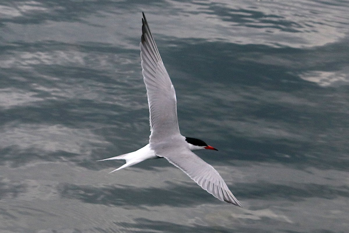 Common Tern - ML638585208