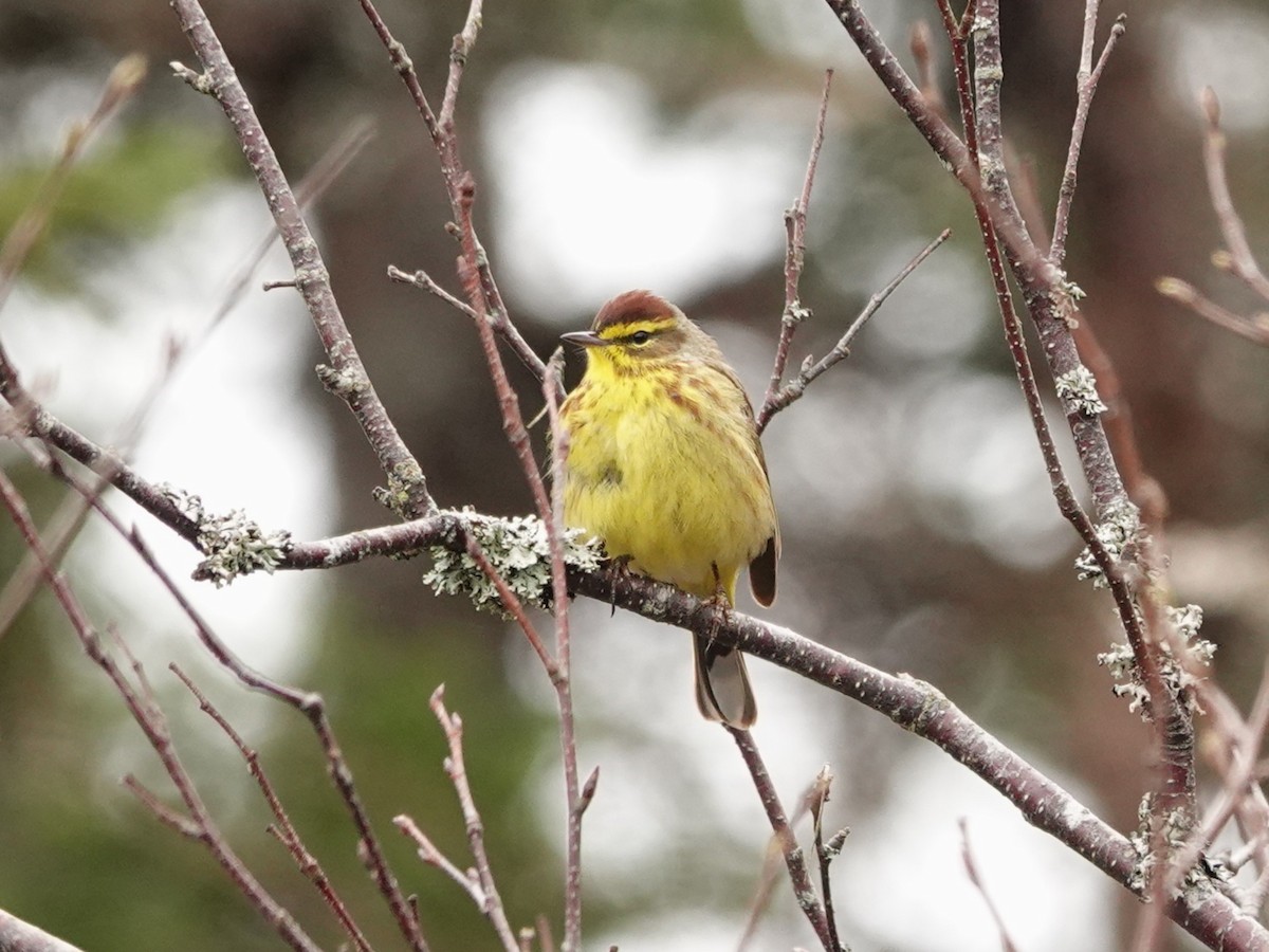 Palm Warbler - ML638585219