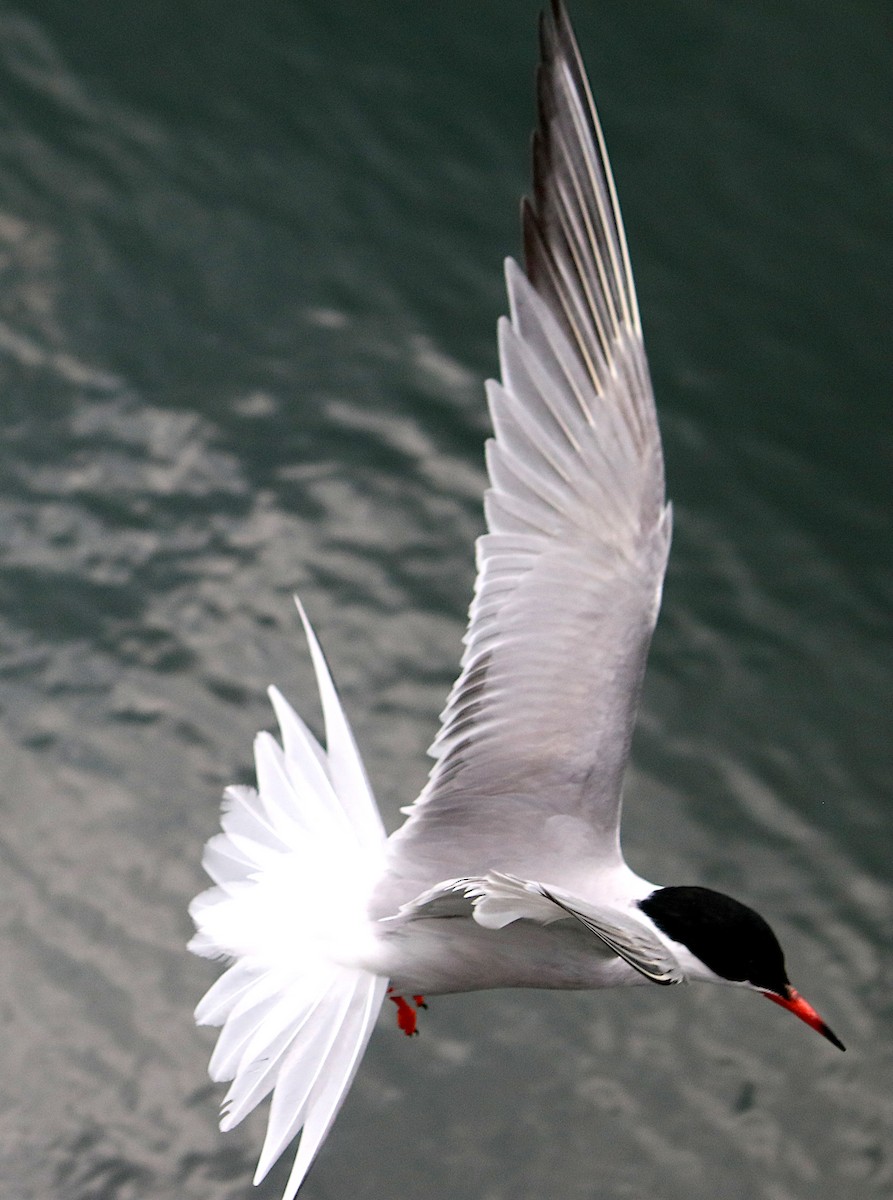 Common Tern - ML638585220