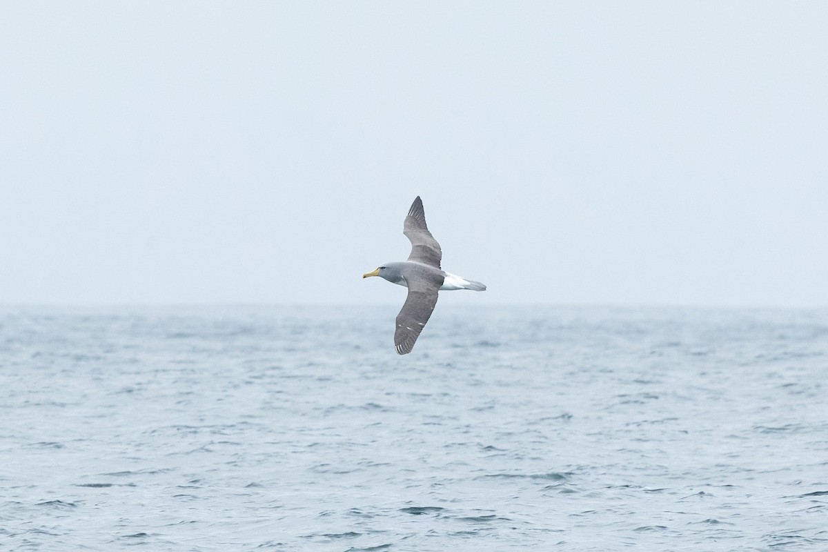 Chatham Albatross - ML638585252