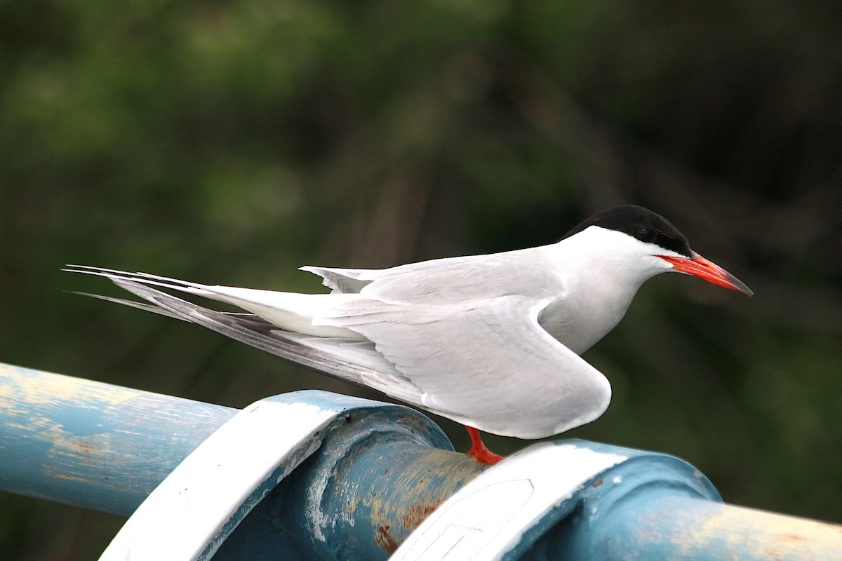 Common Tern - ML638585259