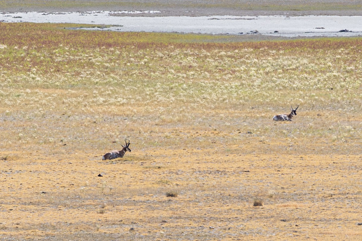 Pronghorn - ML638585264