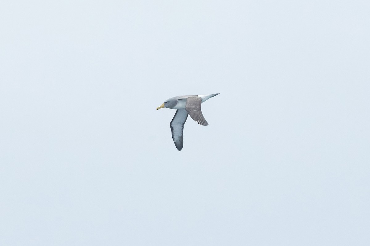 Chatham Albatross - ML638585287