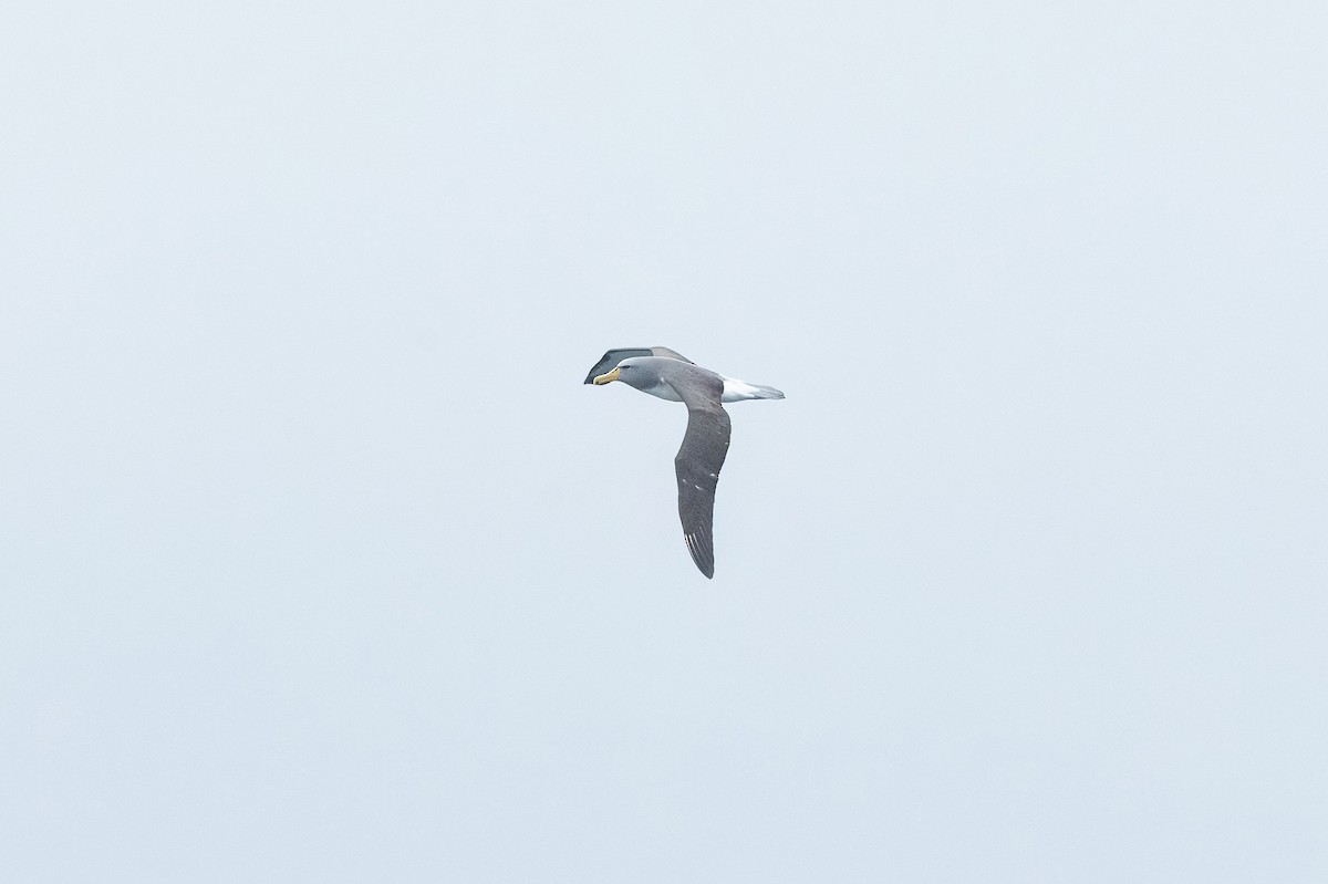 Chatham Albatross - ML638585288