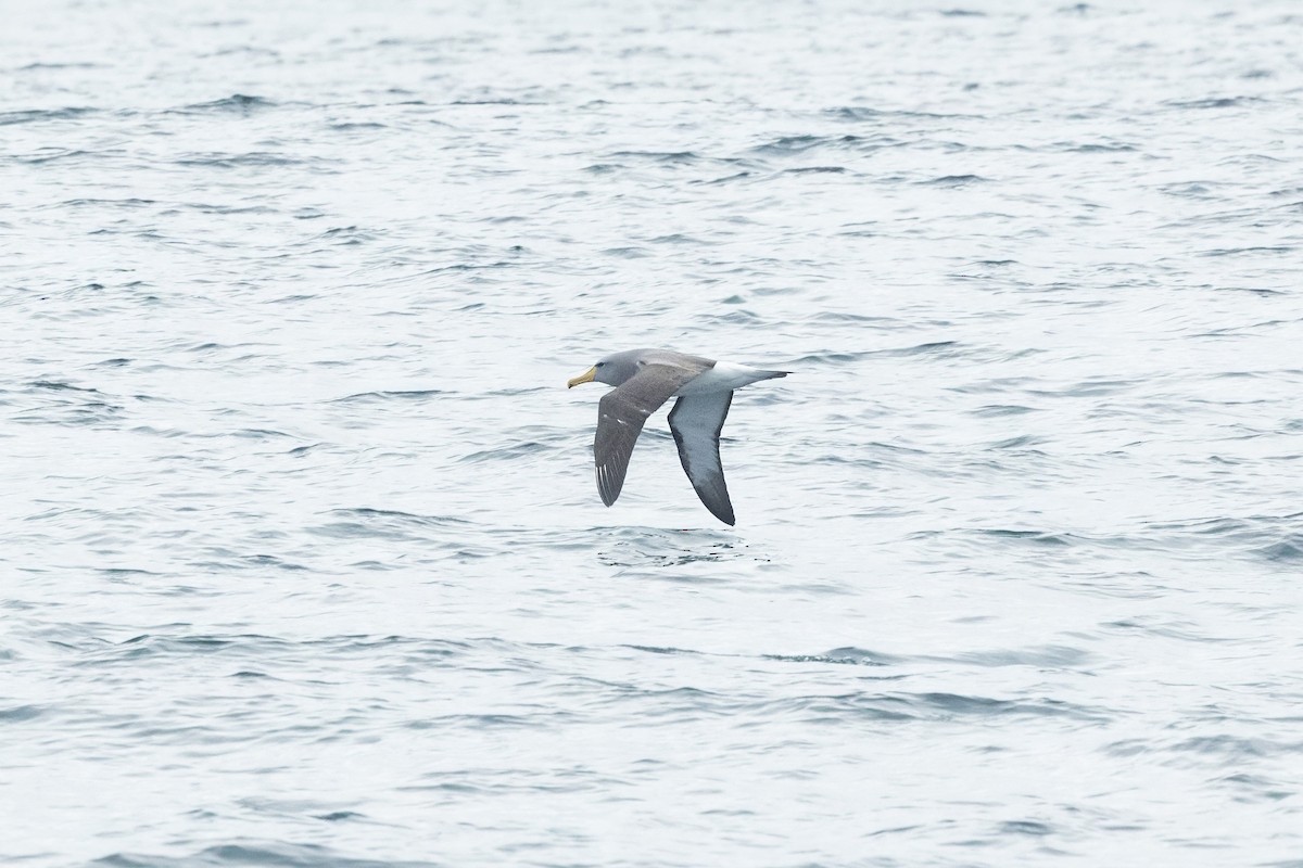Chatham Albatross - ML638585289