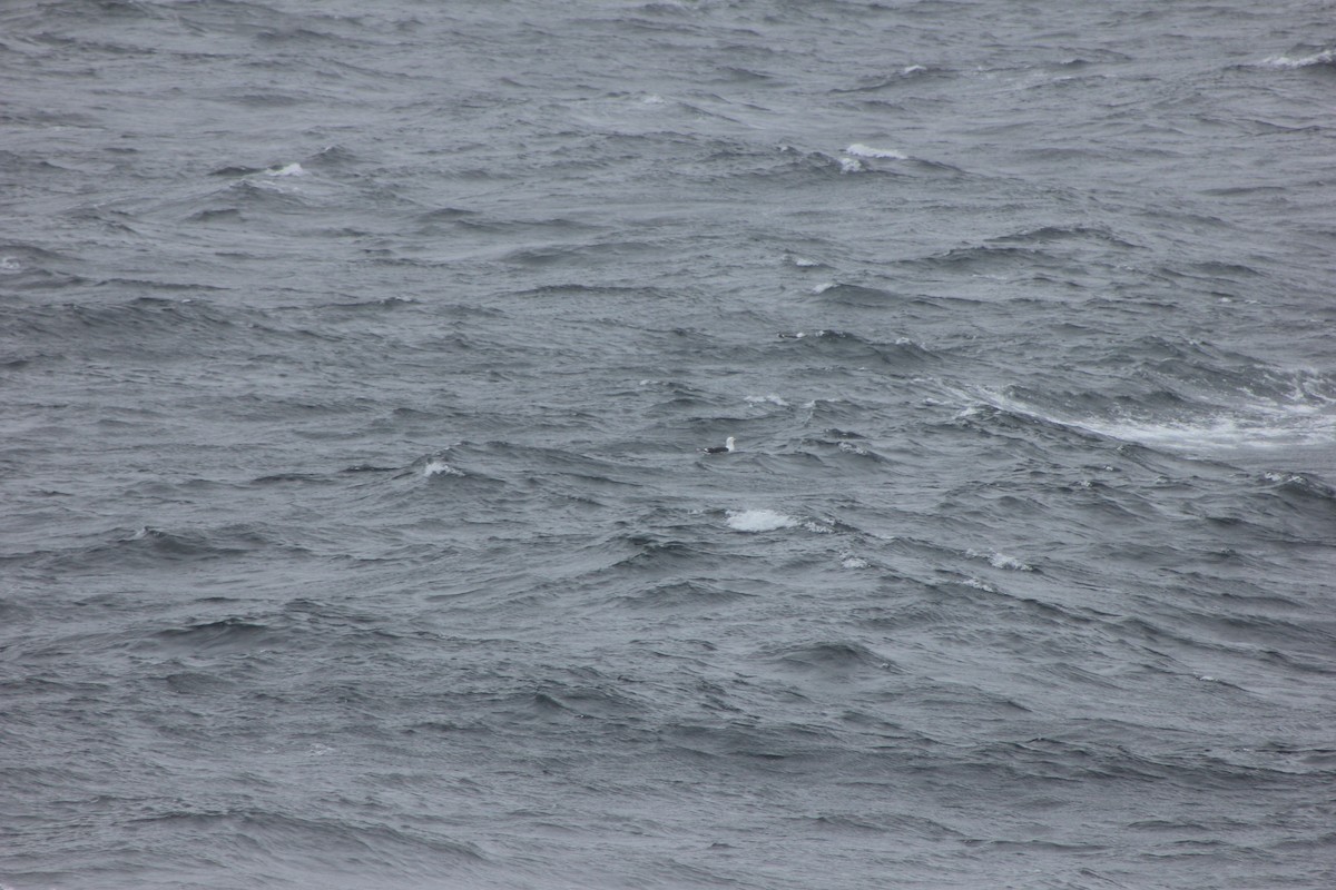 Lesser Black-backed Gull - ML638585294