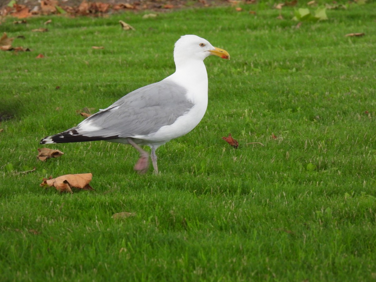 American Herring Gull - ML638585358