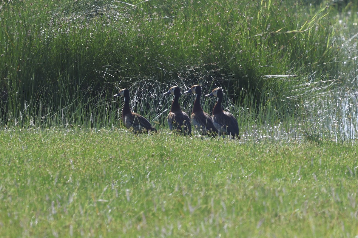 White-faced Whistling-Duck - ML638585391