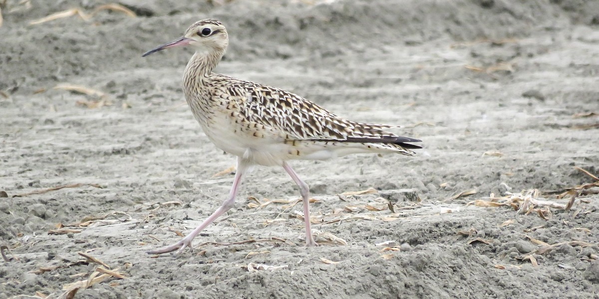 Little Curlew - ML638585392