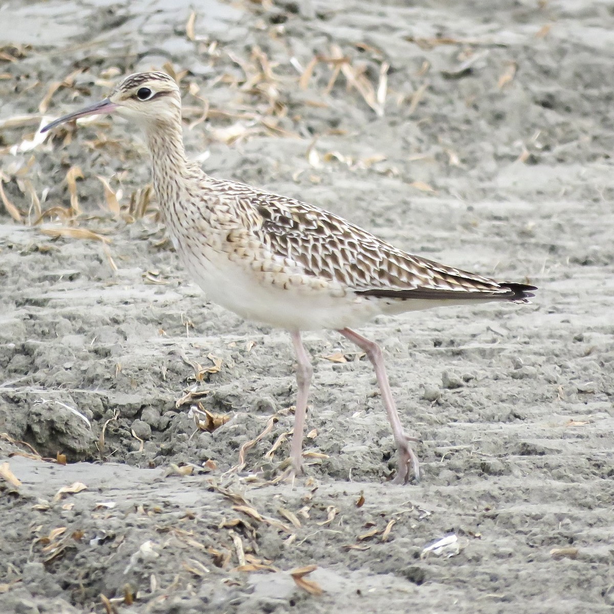 Little Curlew - ML638585393