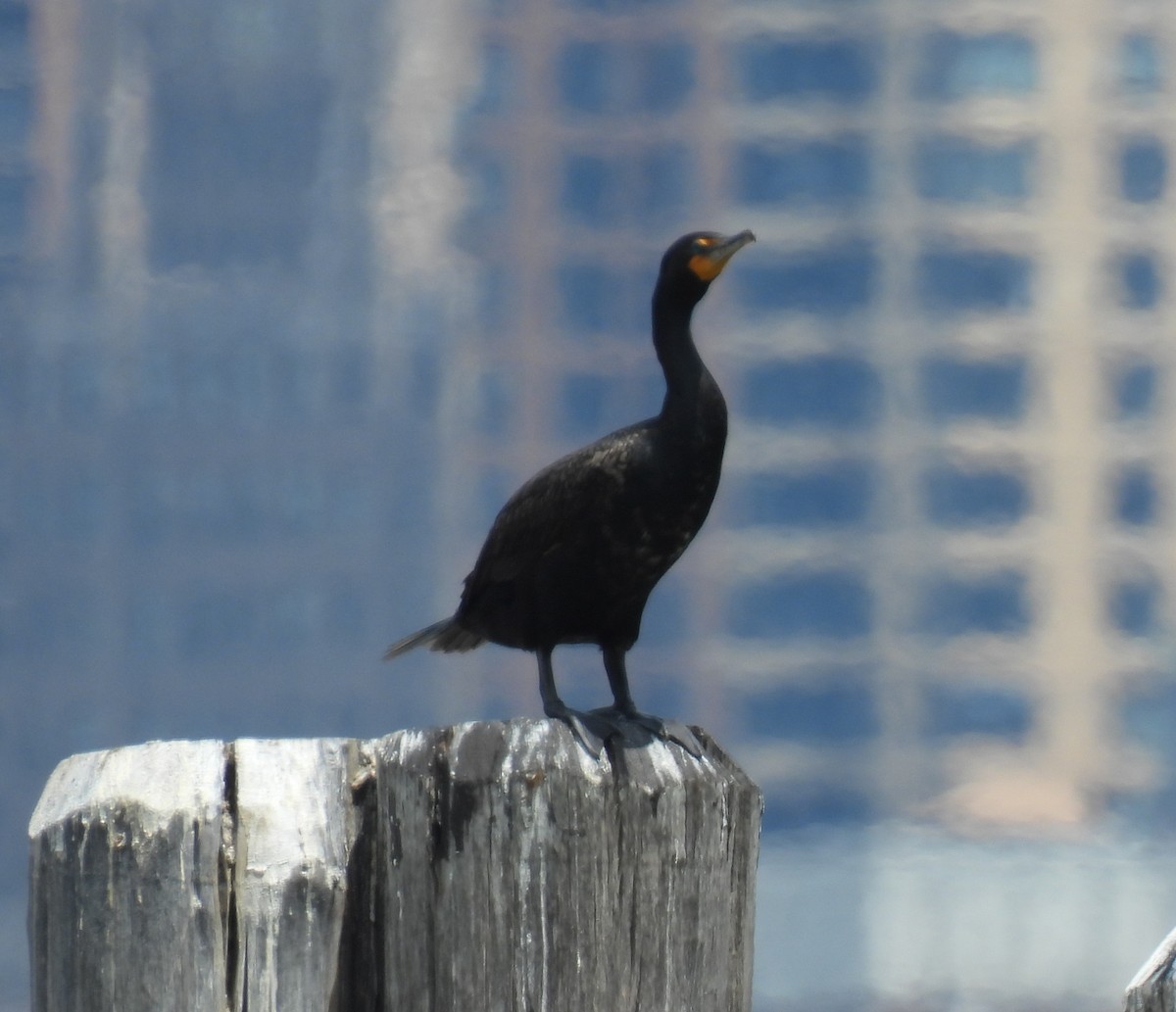 Double-crested Cormorant - ML638585422