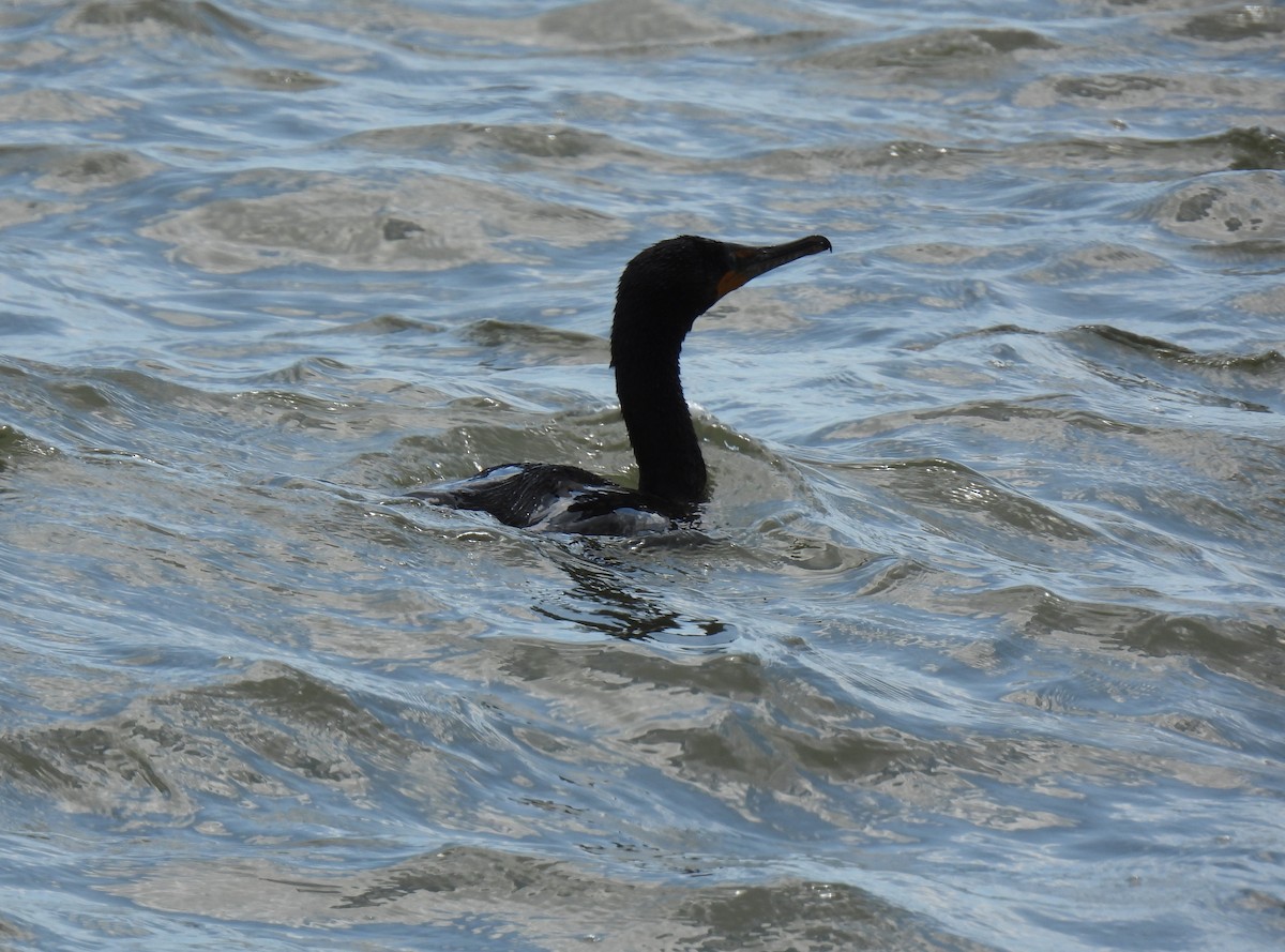 Double-crested Cormorant - ML638585425
