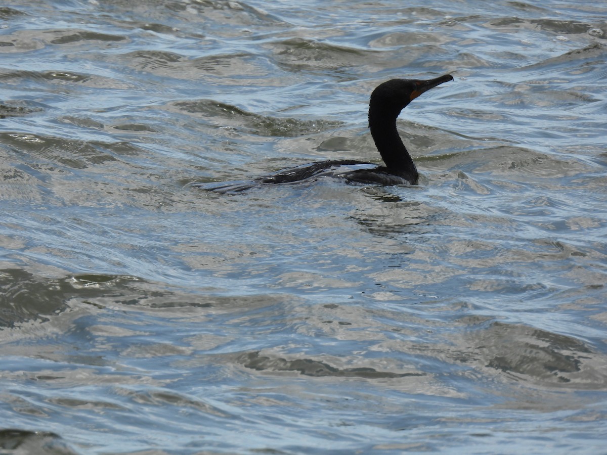 Double-crested Cormorant - ML638585431