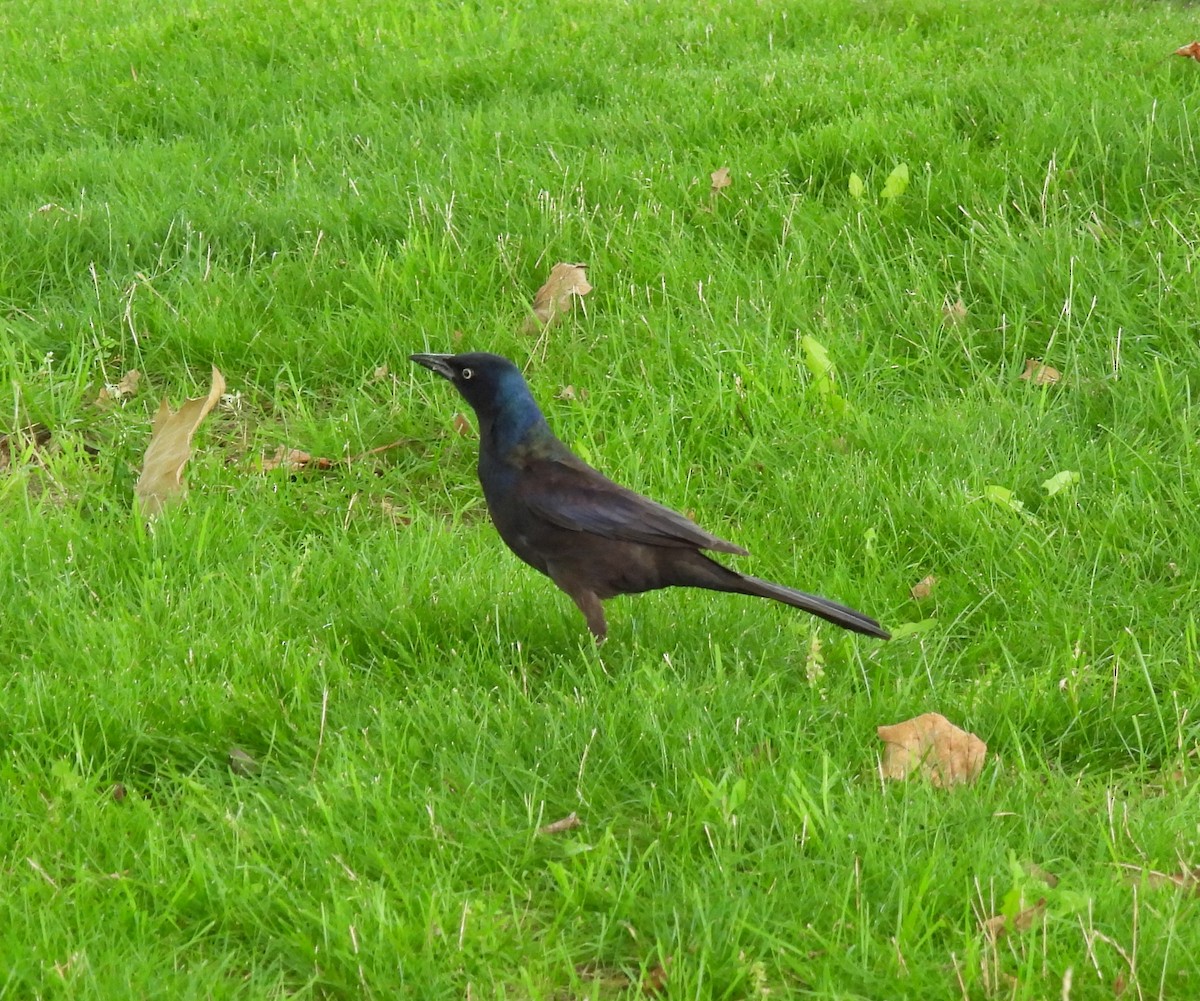 Common Grackle - ML638585448