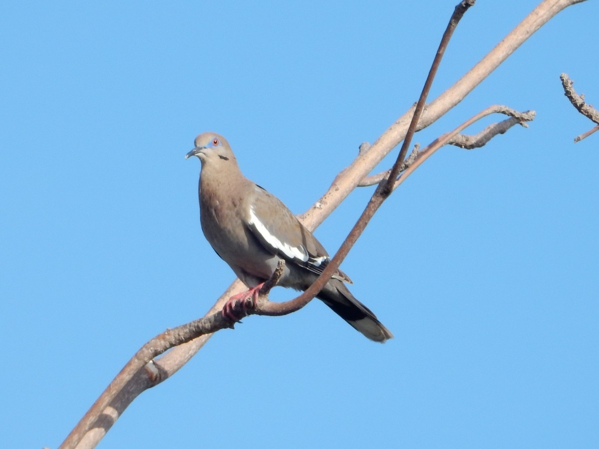 White-winged Dove - ML638585484