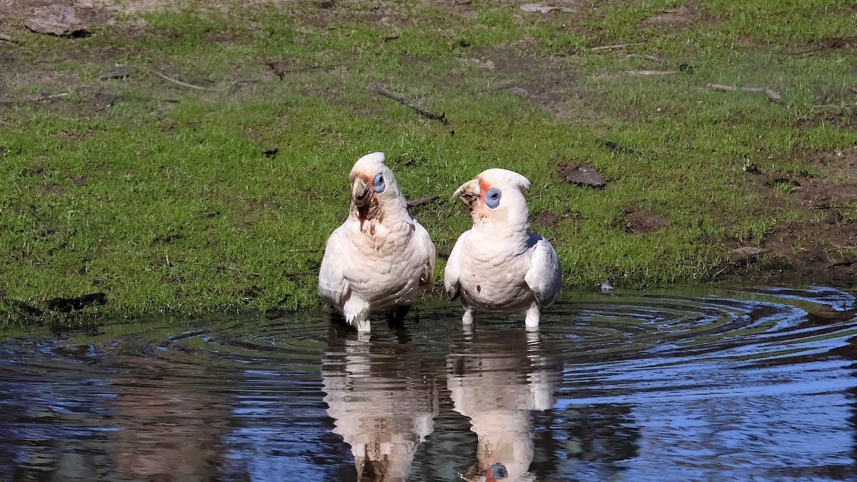 Western Corella - ML638585512