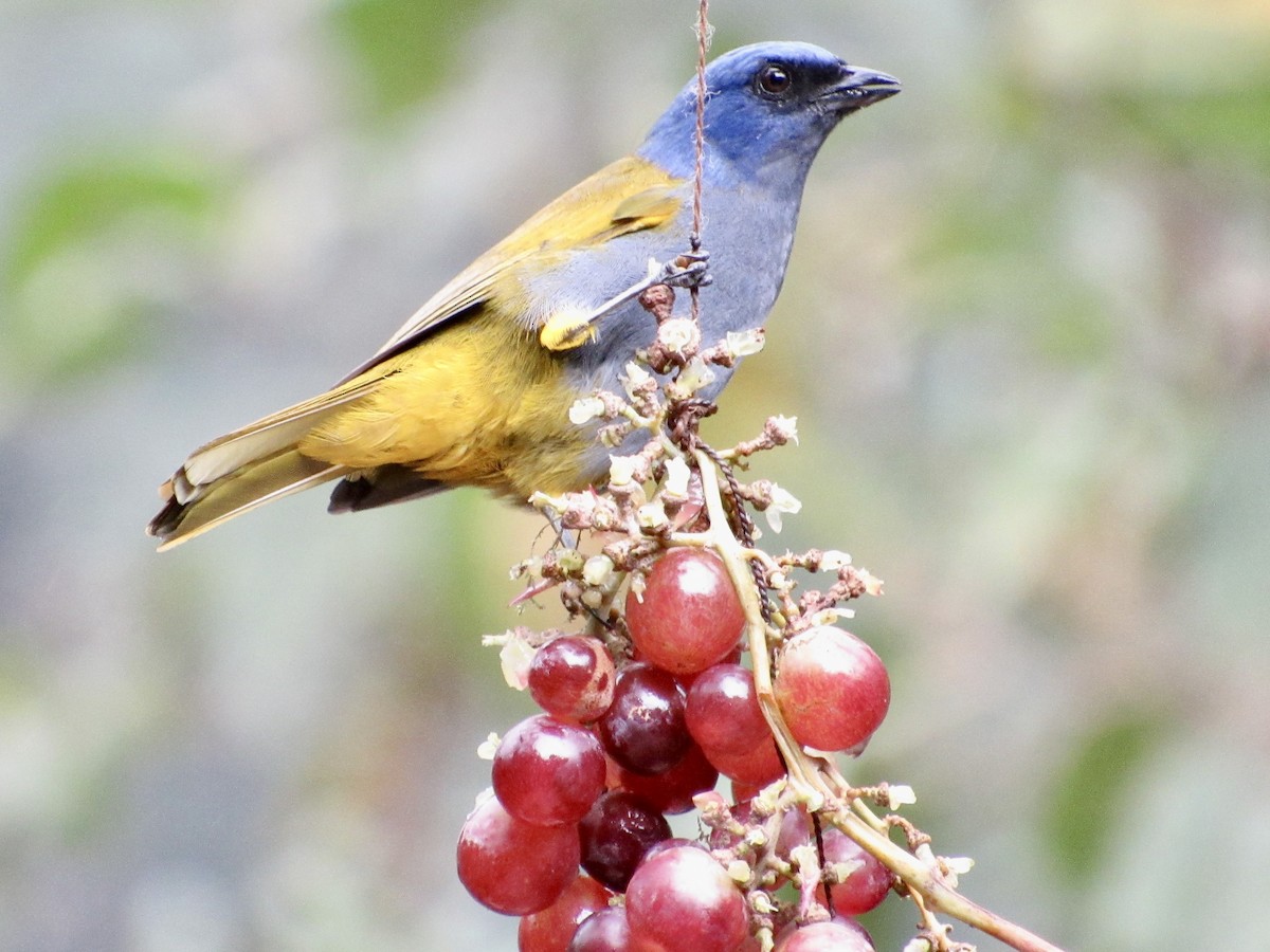 Blue-capped Tanager - ML638585524