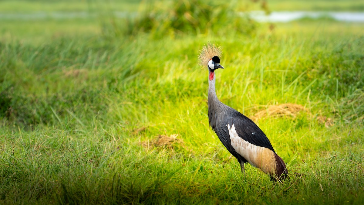 Gray Crowned-Crane - ML638585531