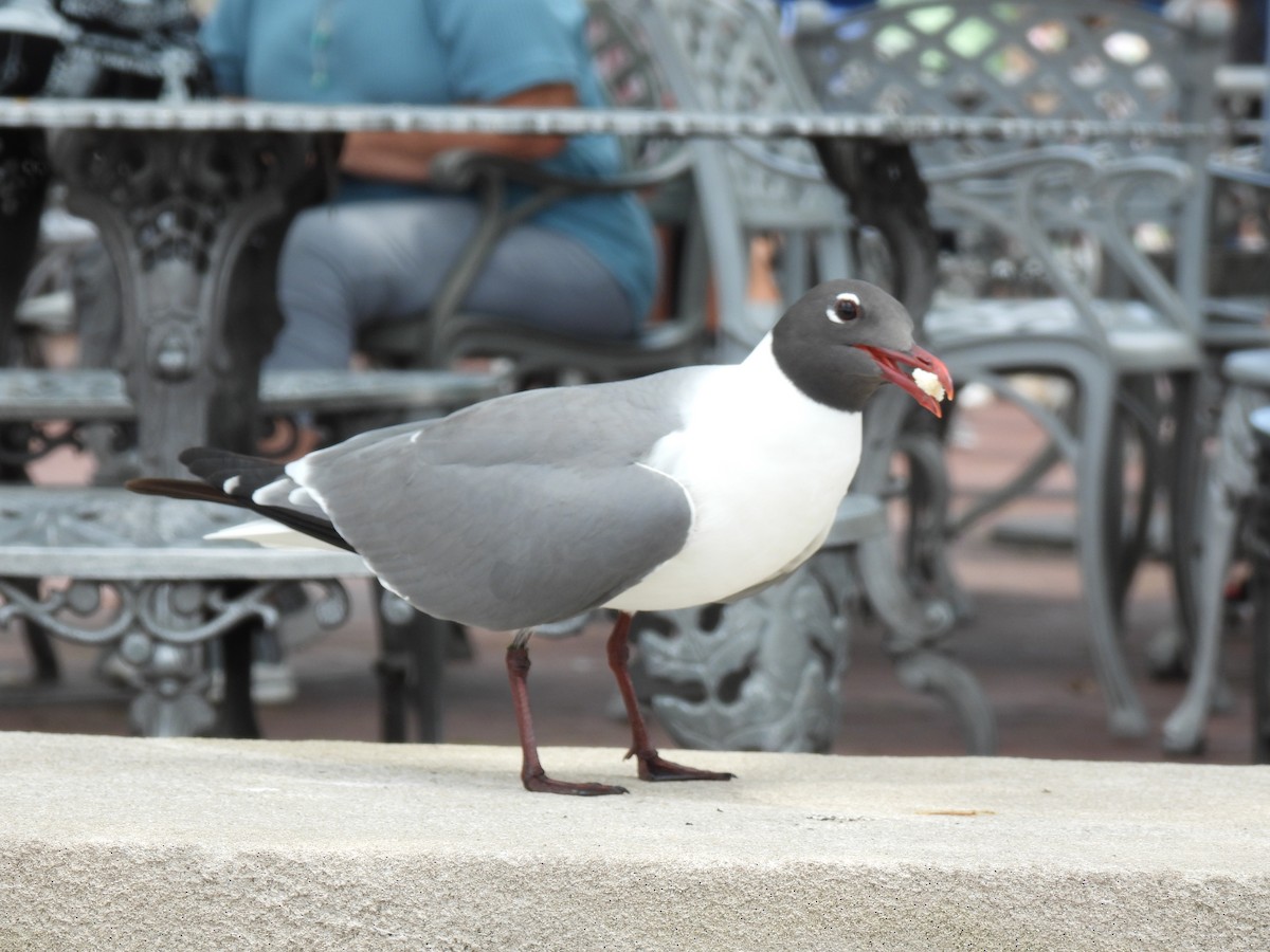 Laughing Gull - ML638585533
